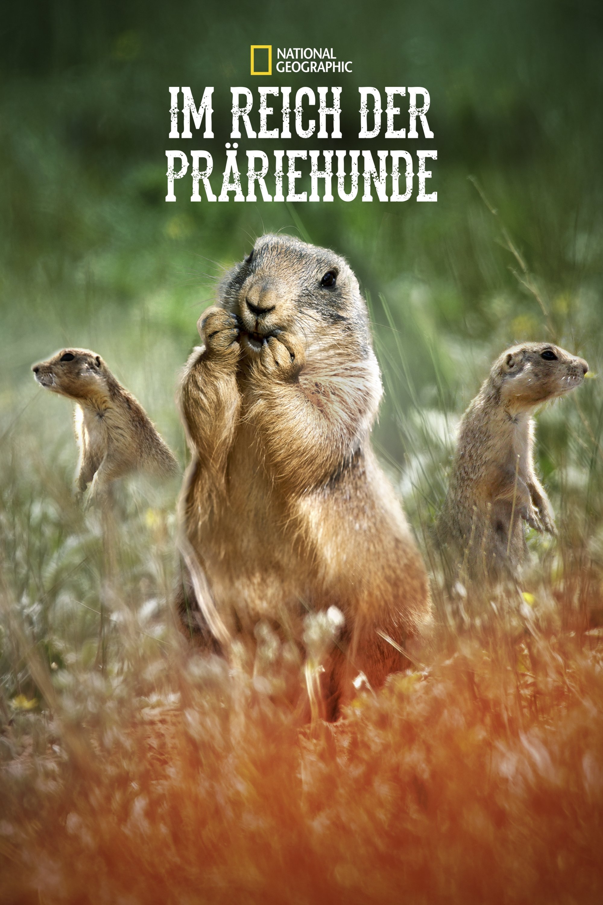Im Reich der Präriehunde
