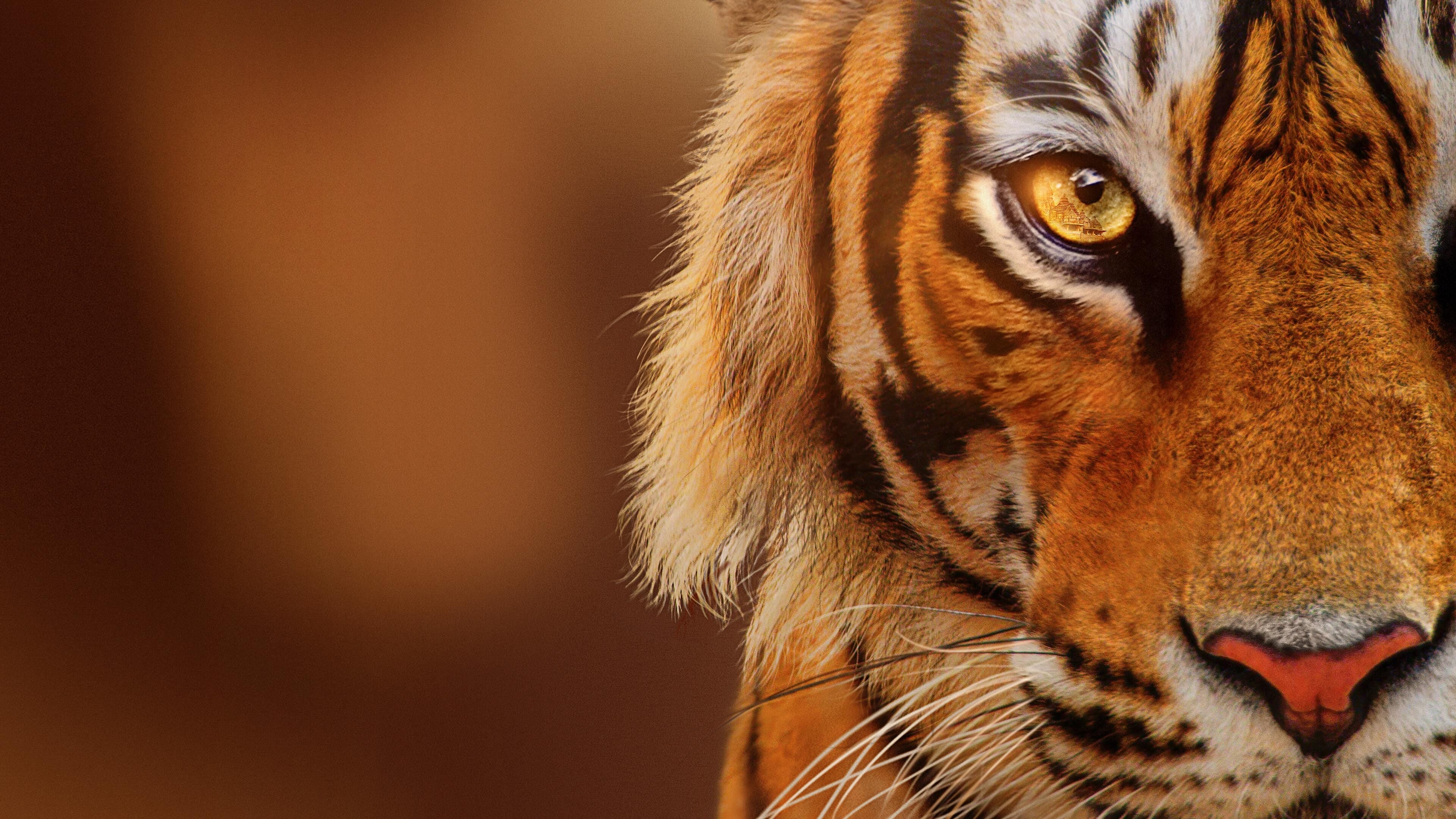 Tiger auf dem Vormarsch