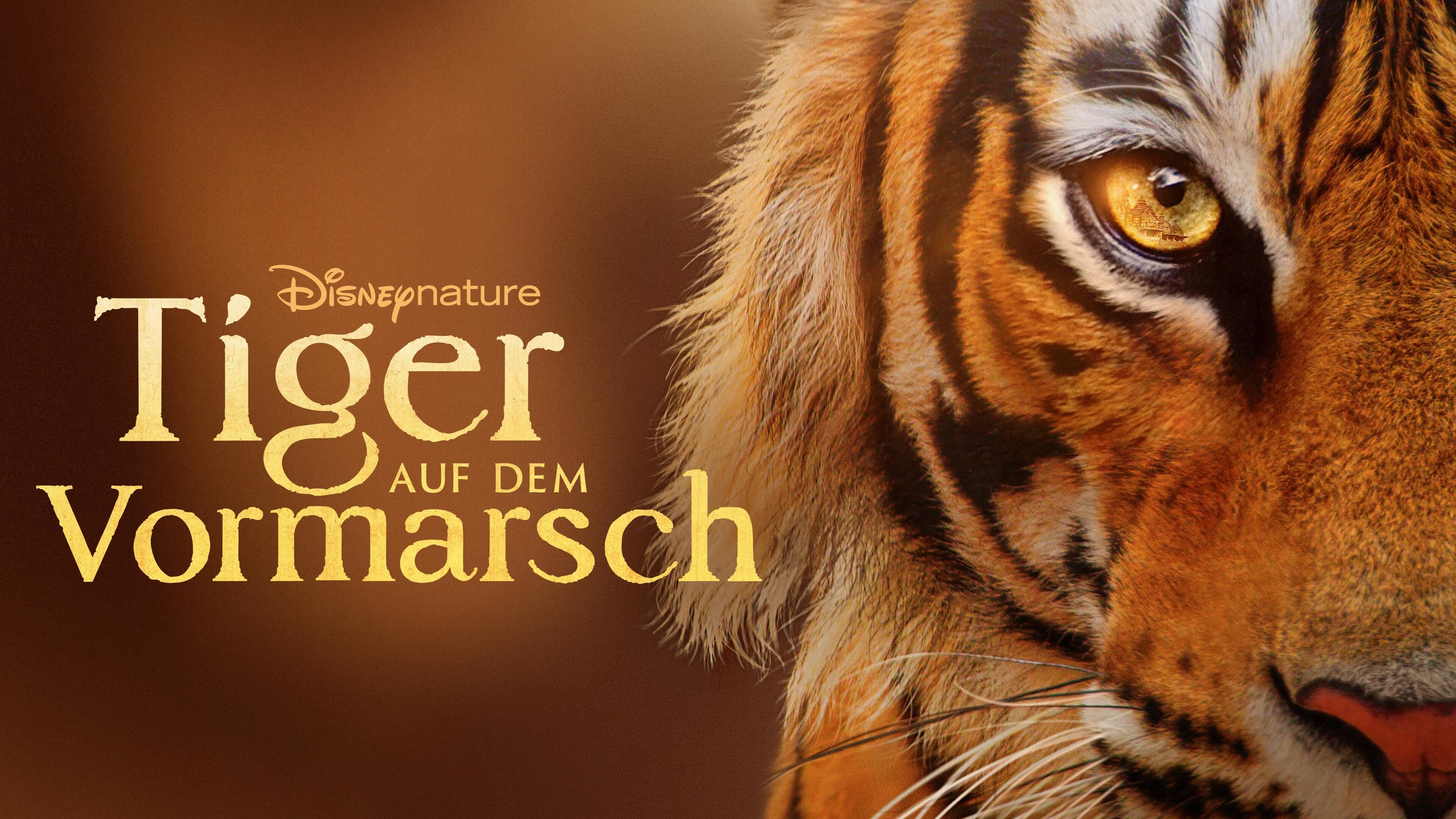 Tiger auf dem Vormarsch