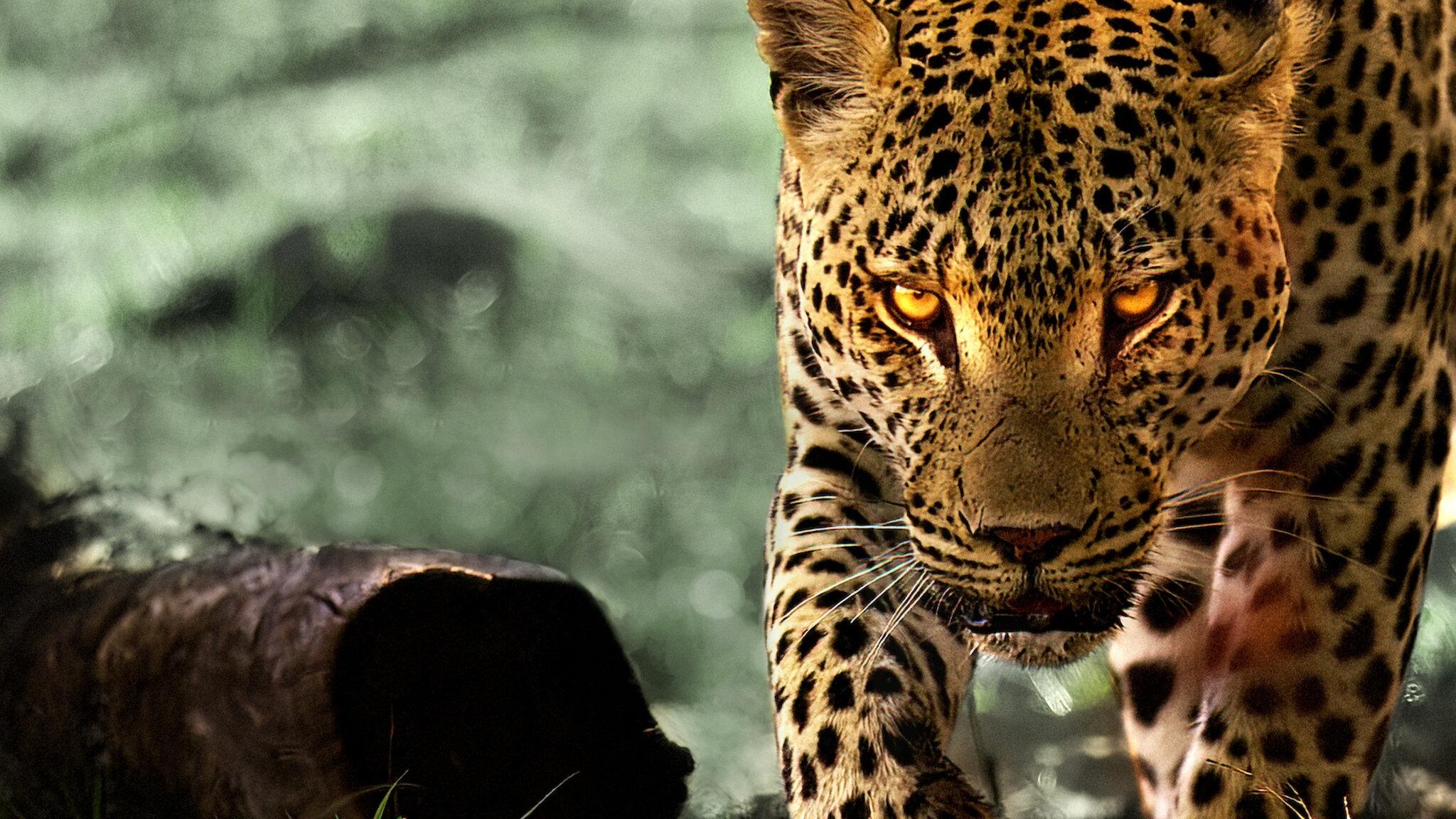 Leben mit Leoparden