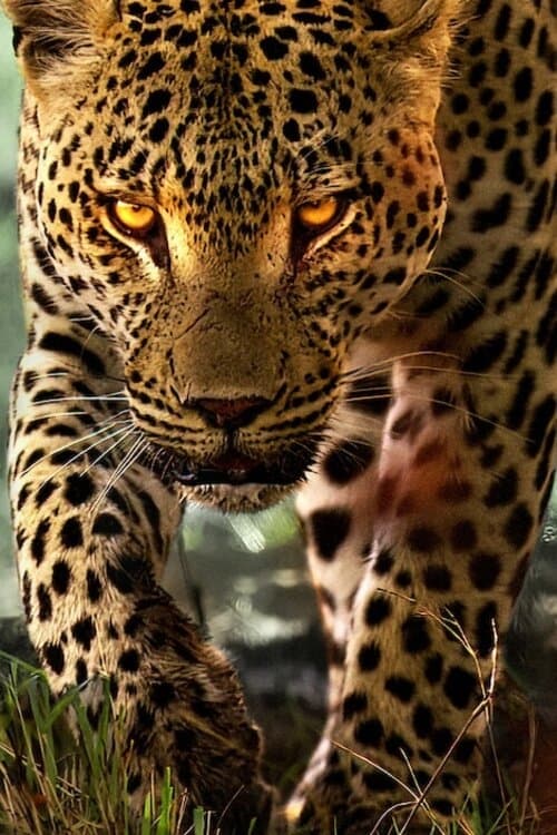 Leben mit Leoparden