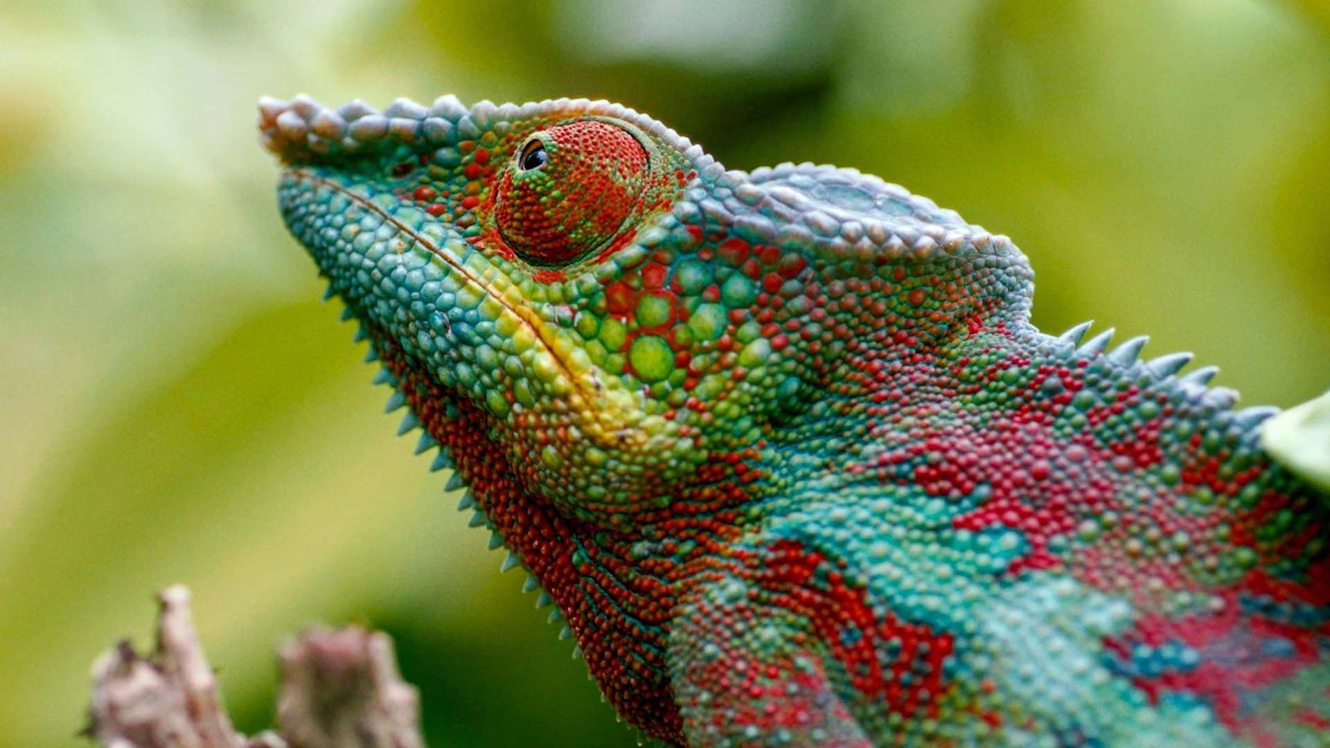 Madagaskar oder der große Karneval der Chamäleons