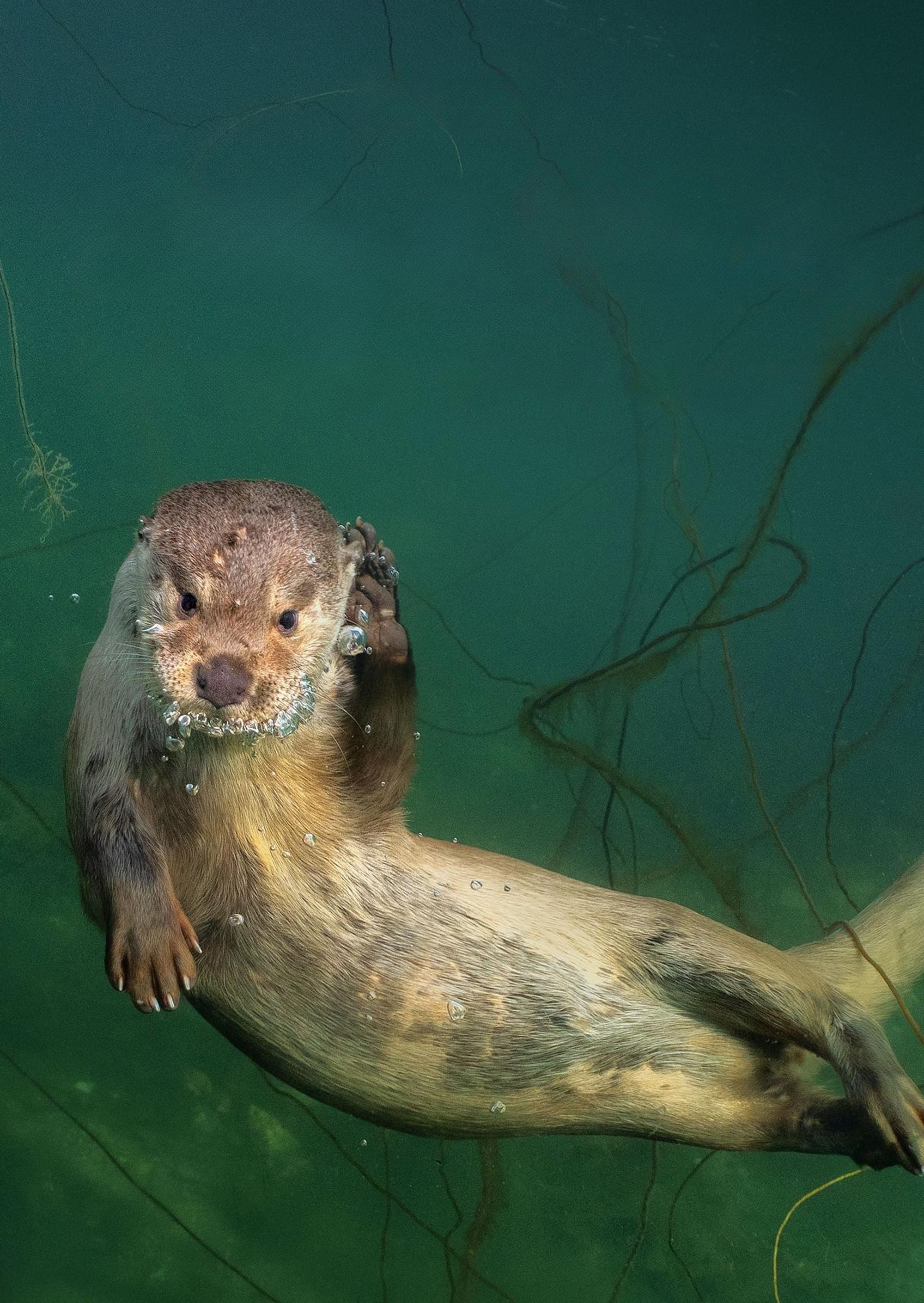 Billy & Molly: Eine Liebe zwischen Mensch und Otter