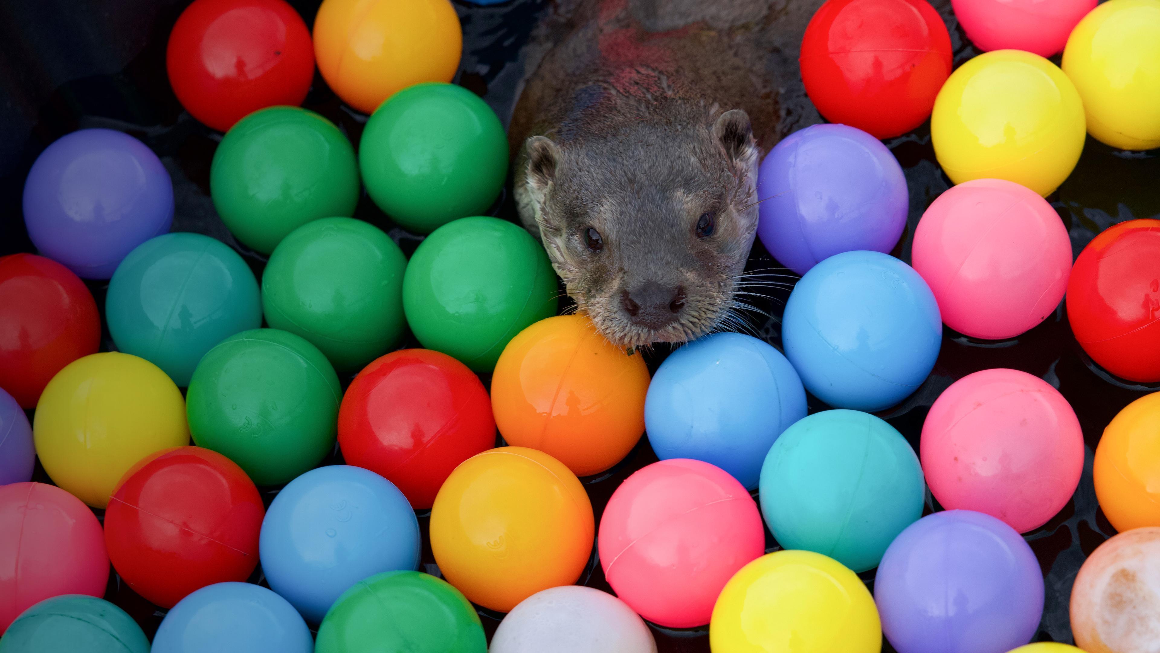 Billy & Molly: Eine Liebe zwischen Mensch und Otter