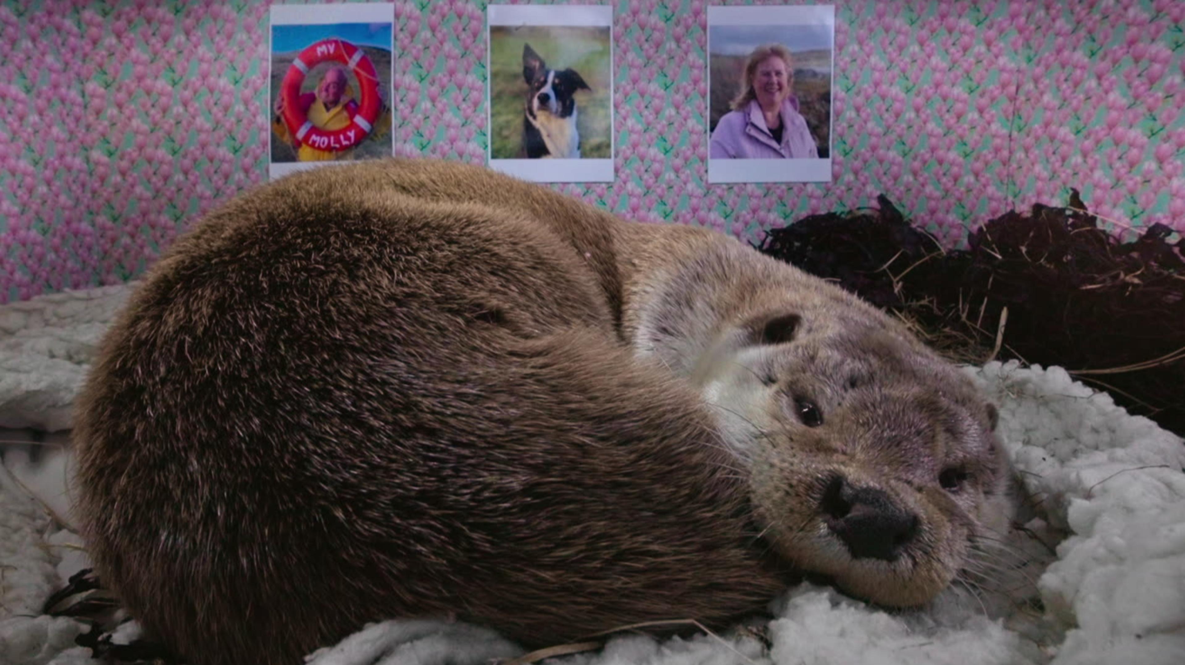 Billy & Molly: Eine Liebe zwischen Mensch und Otter