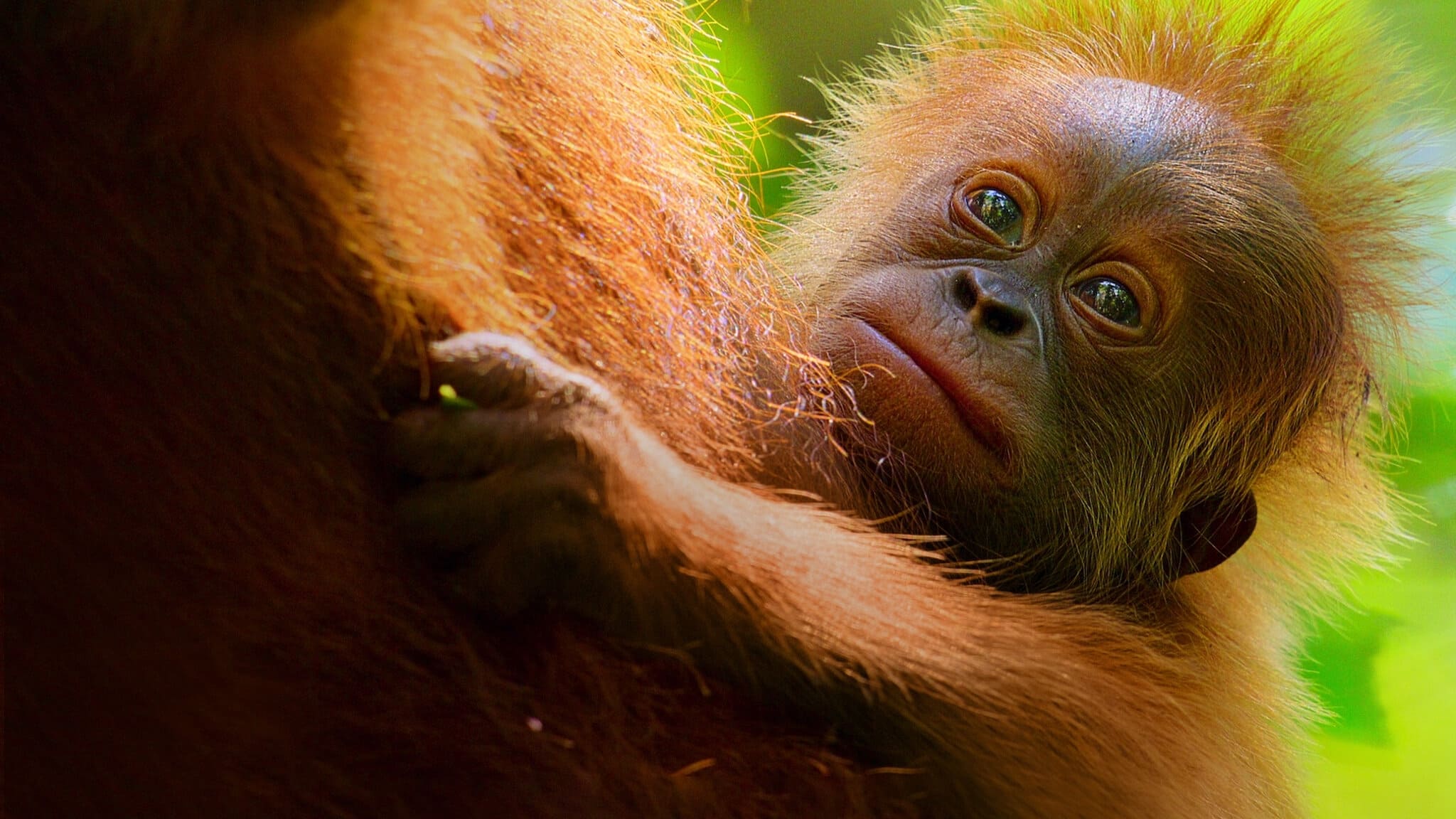 Das geheime Leben der Orang-Utans