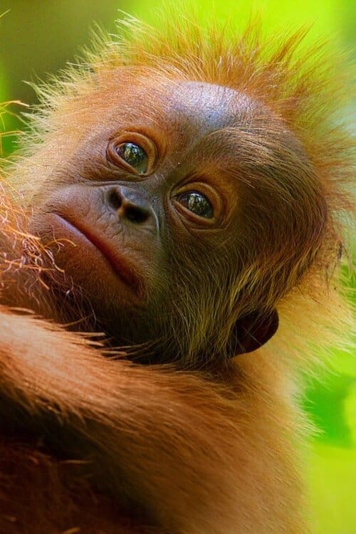 Das geheime Leben der Orang-Utans