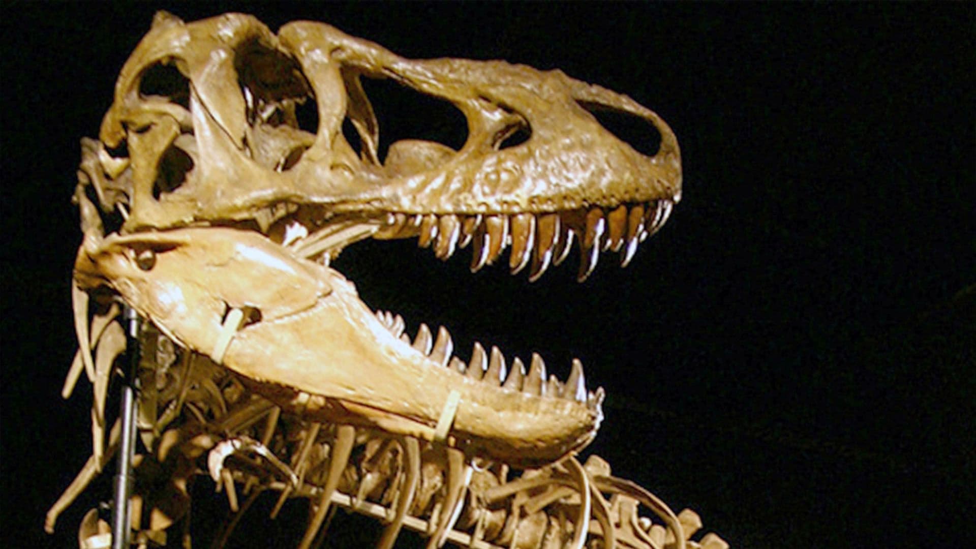Bones: Auf der Jagd nach Dino-Fossilien