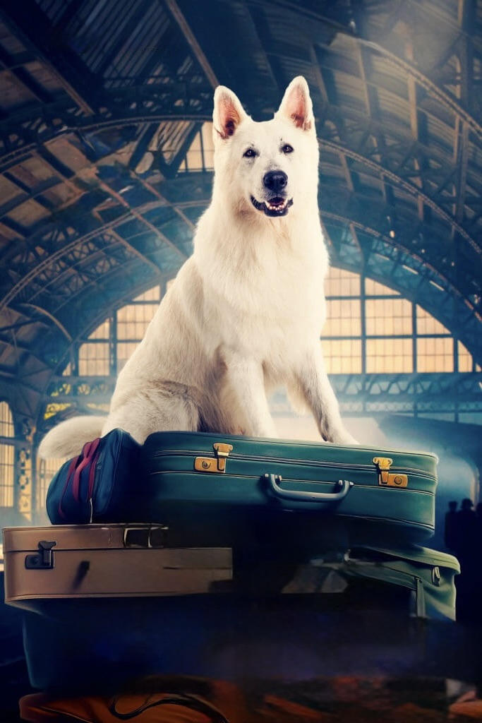 Lampo: Ein Vierbeiner auf Reisen