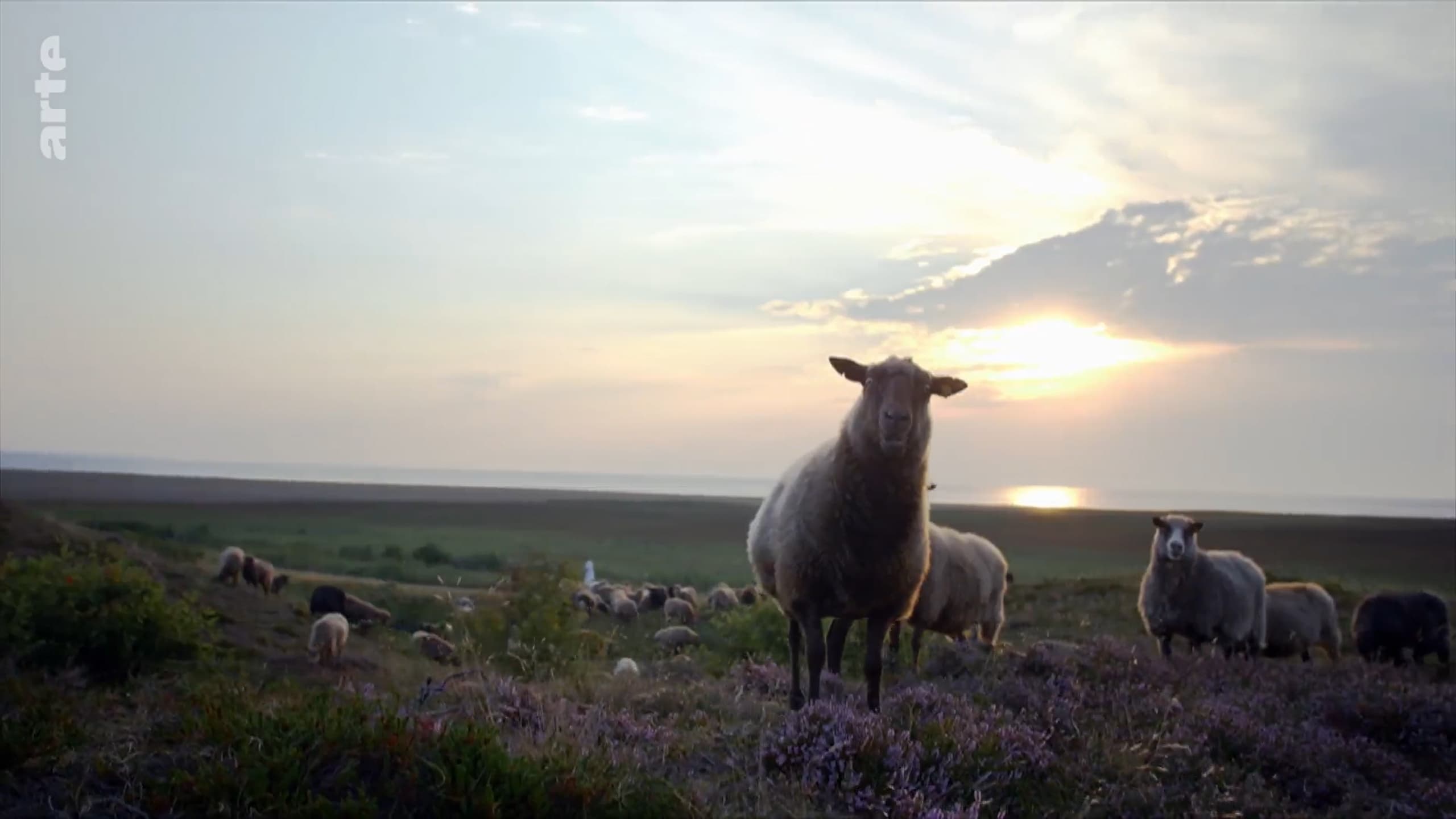 Sylt - Wellen, Wind und Watt