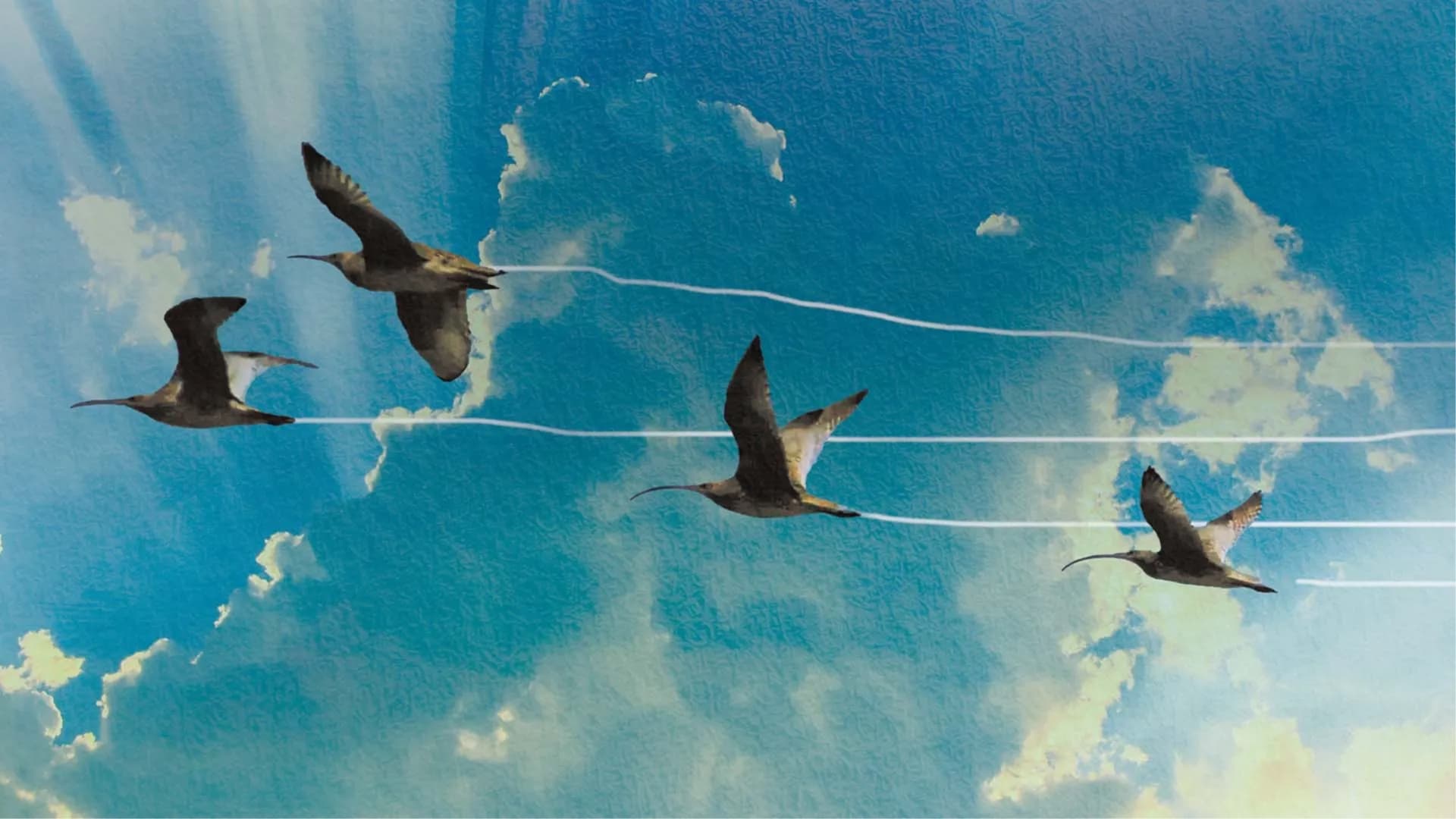 Die wundersame Reise der Watvögel