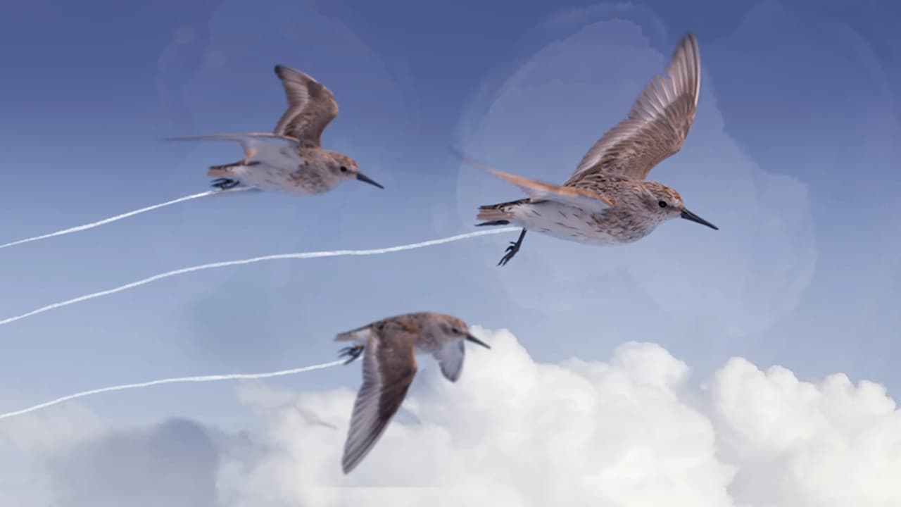 Die wundersame Reise der Watvögel