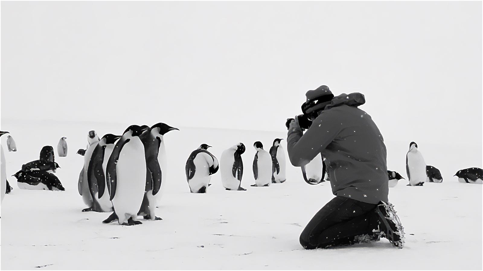 Rückkehr zum Land der Pinguine