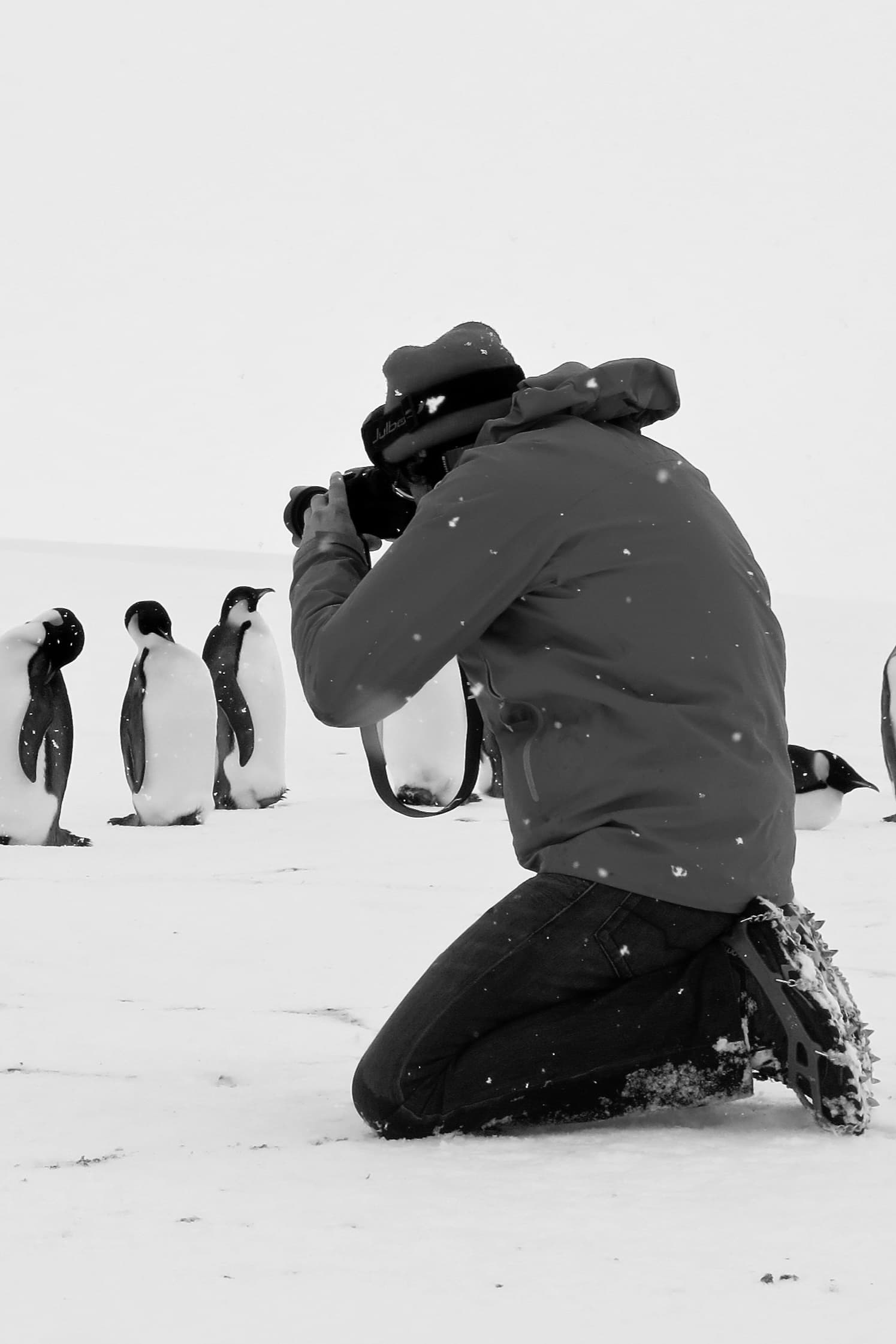 Rückkehr zum Land der Pinguine