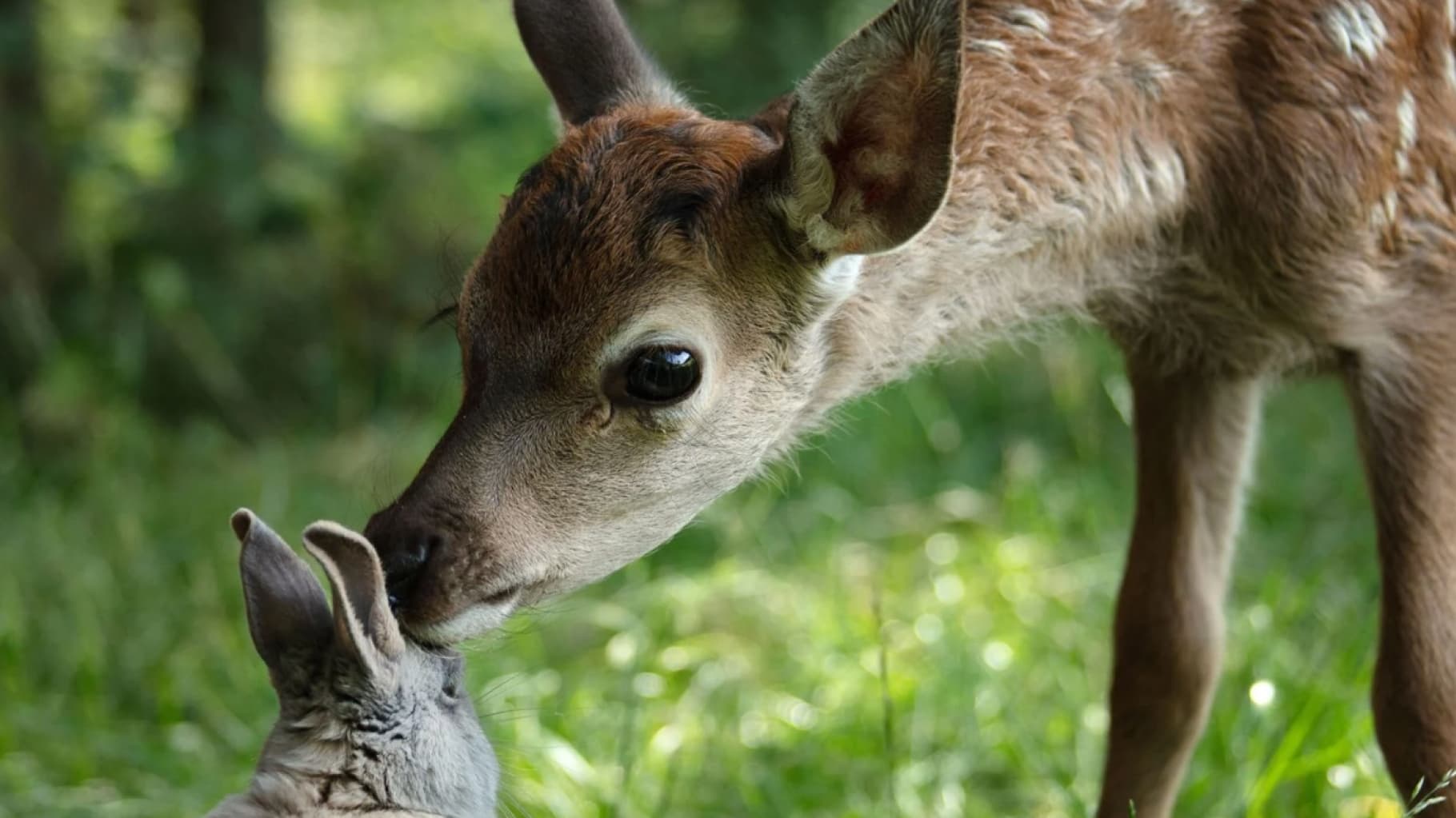 Bambi - Eine Lebensgeschichte aus dem Wald