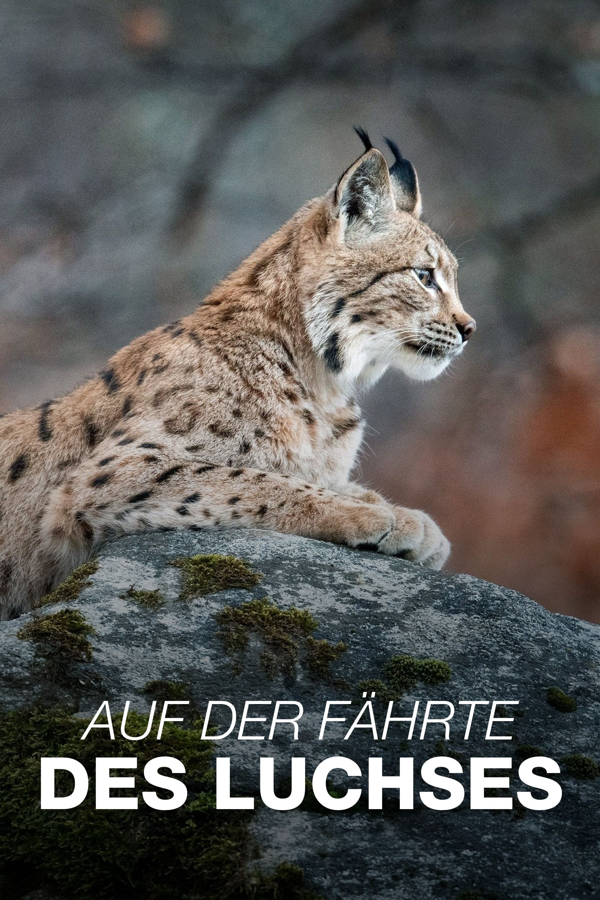 Auf der Fährte des Luchses