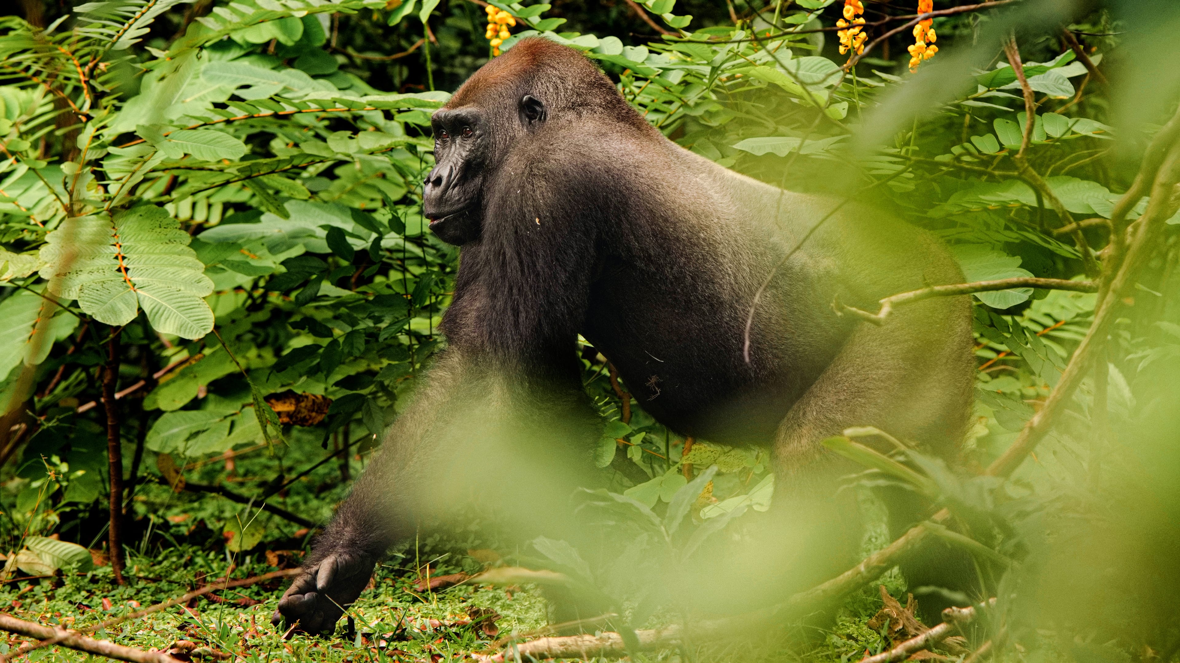 Gorillas hautnah