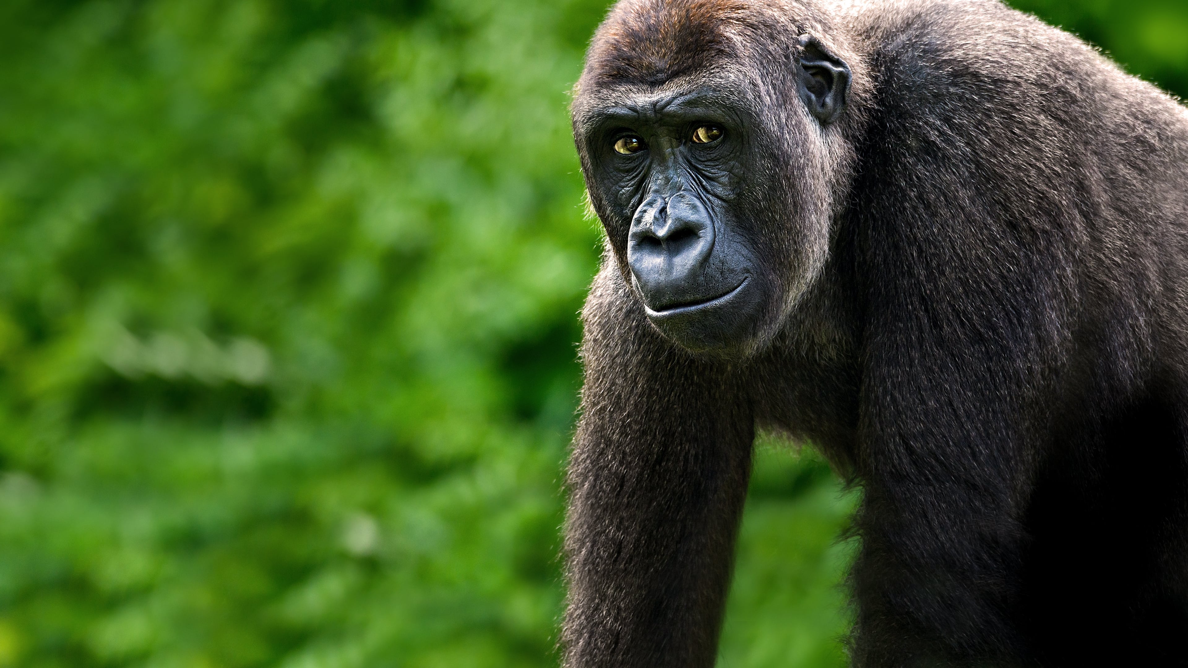 Gorillas hautnah