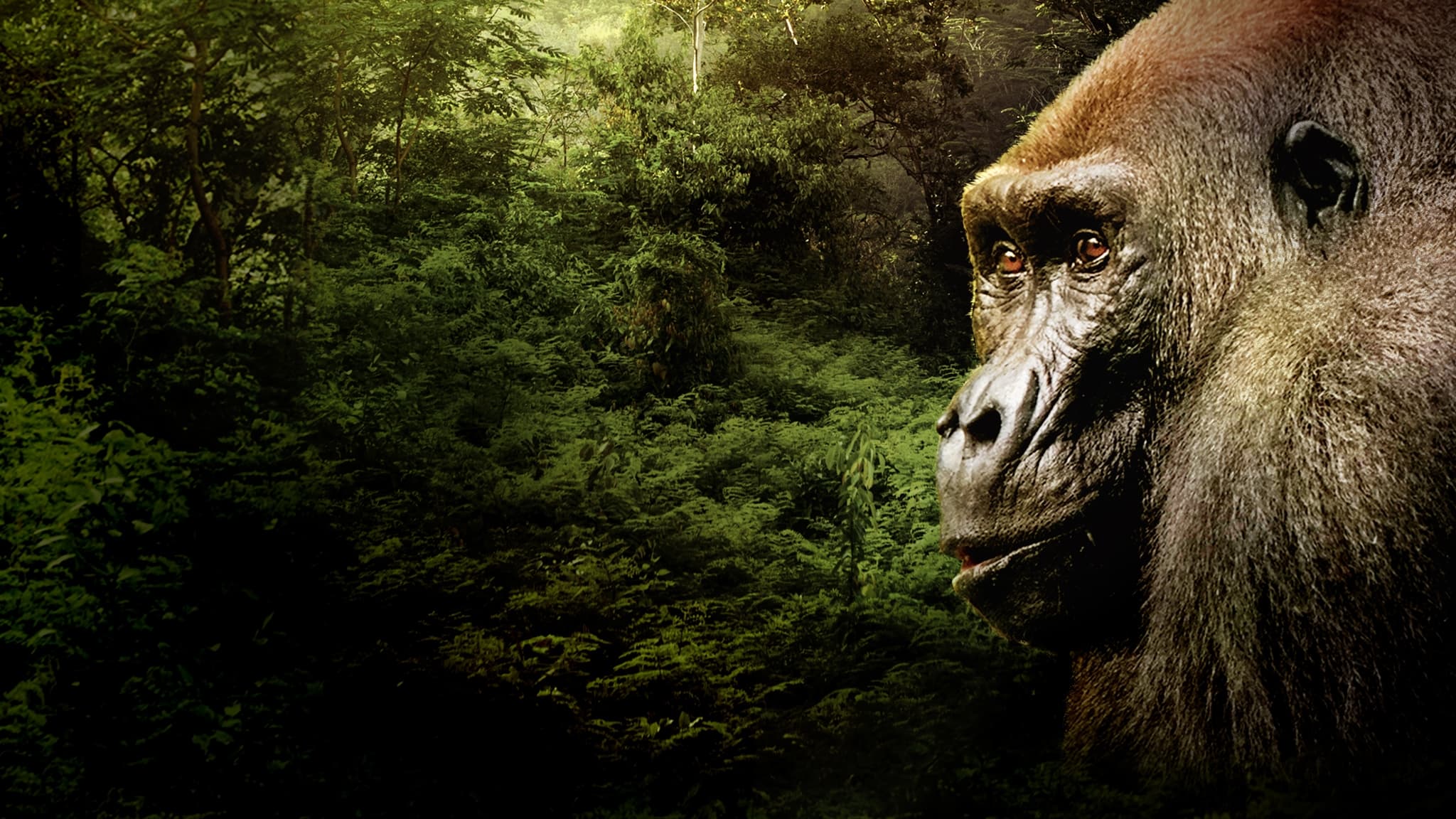 Gorillas hautnah