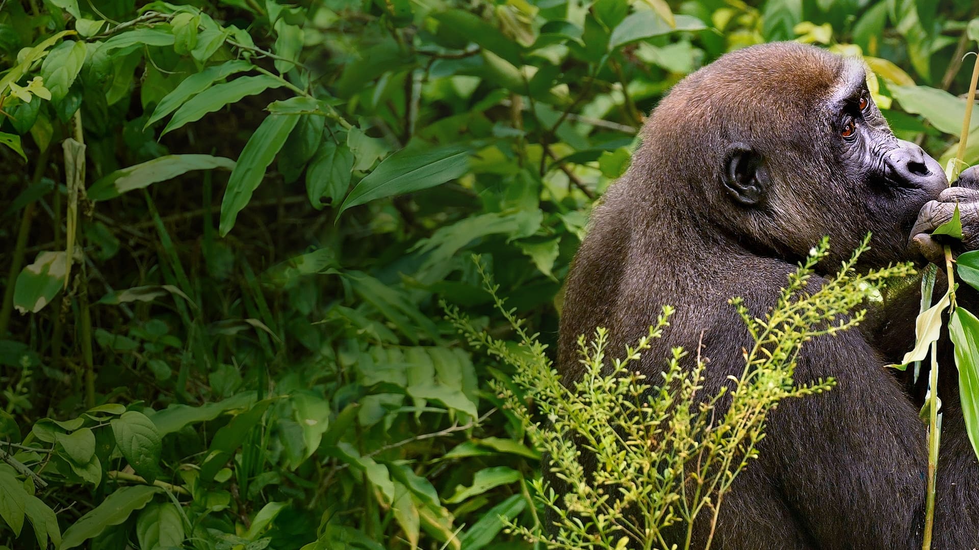 Gorillas hautnah
