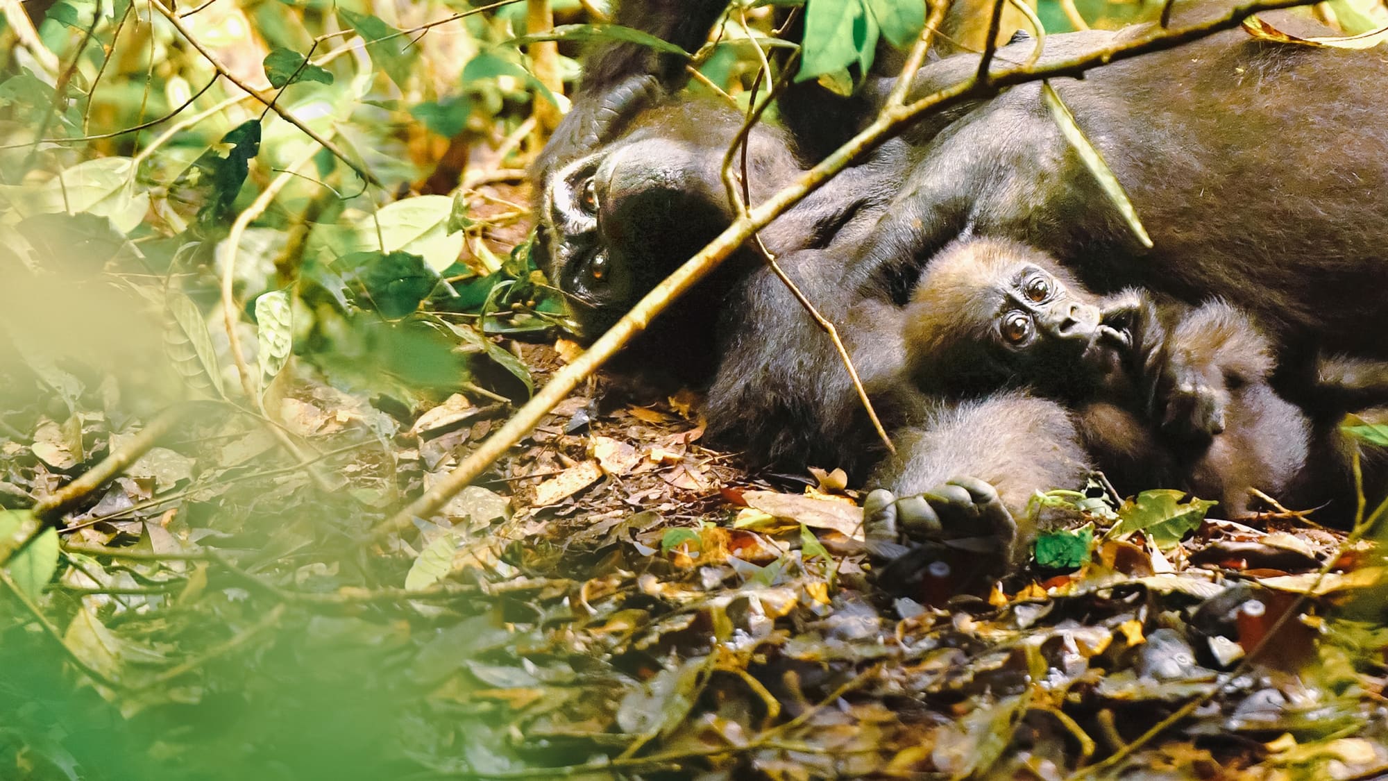 Gorillas hautnah