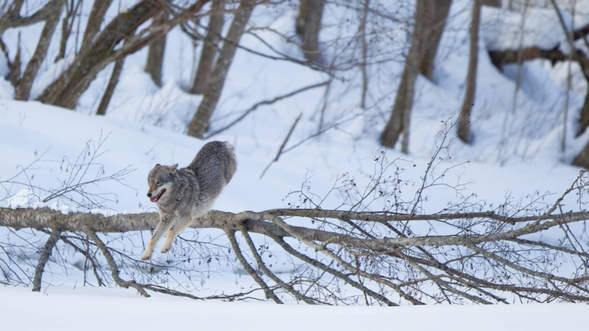 Wilder Grenzgänger - Der Wolf ist zurück
