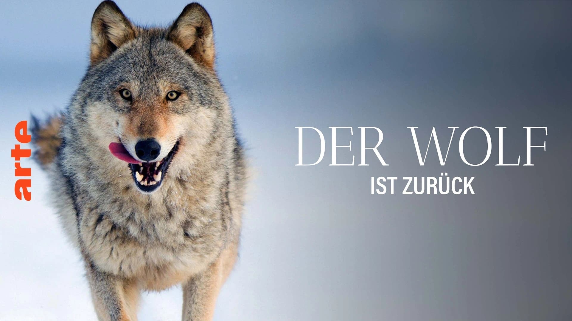 Wilder Grenzgänger - Der Wolf ist zurück
