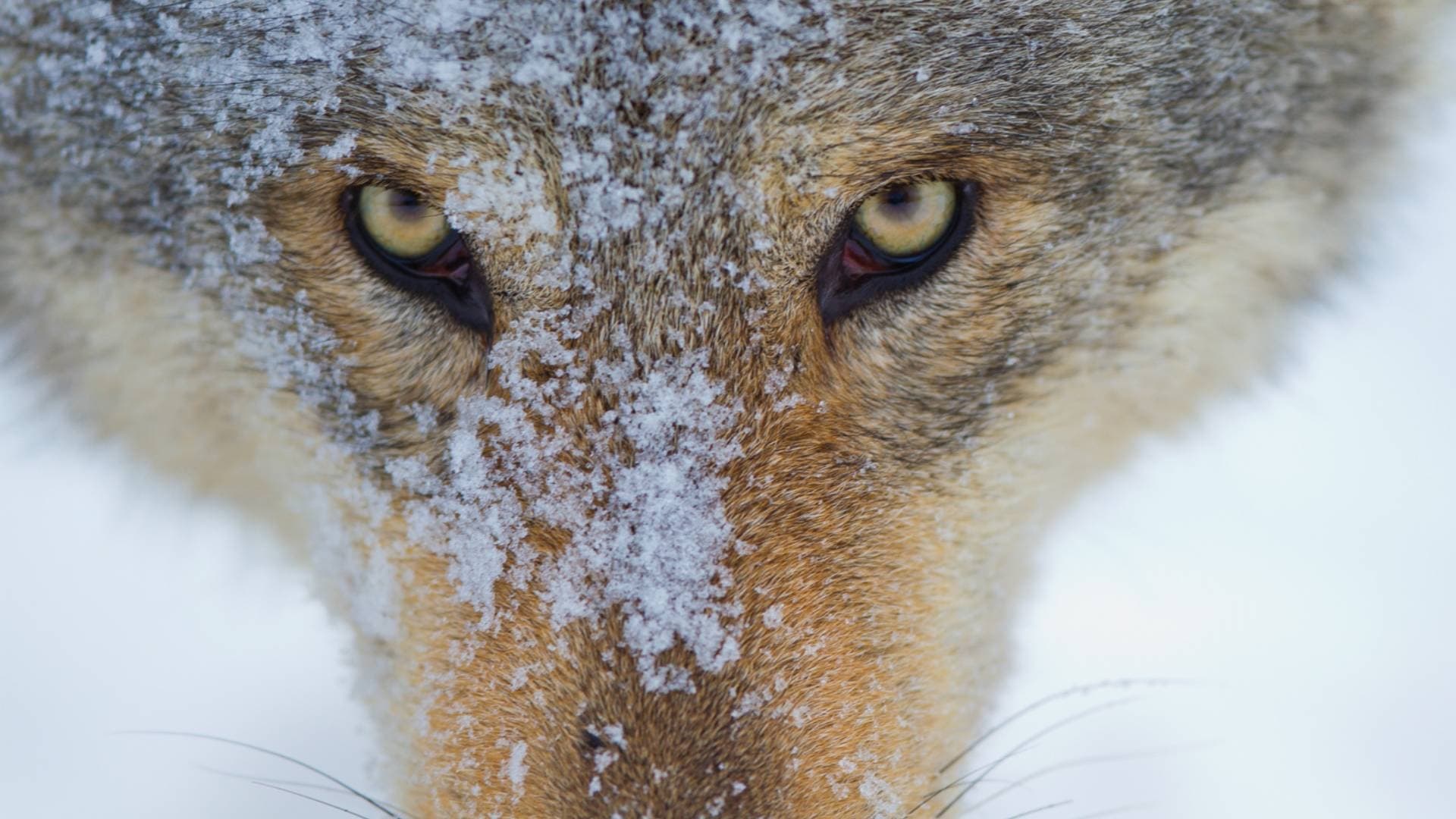 Wilder Grenzgänger - Der Wolf ist zurück