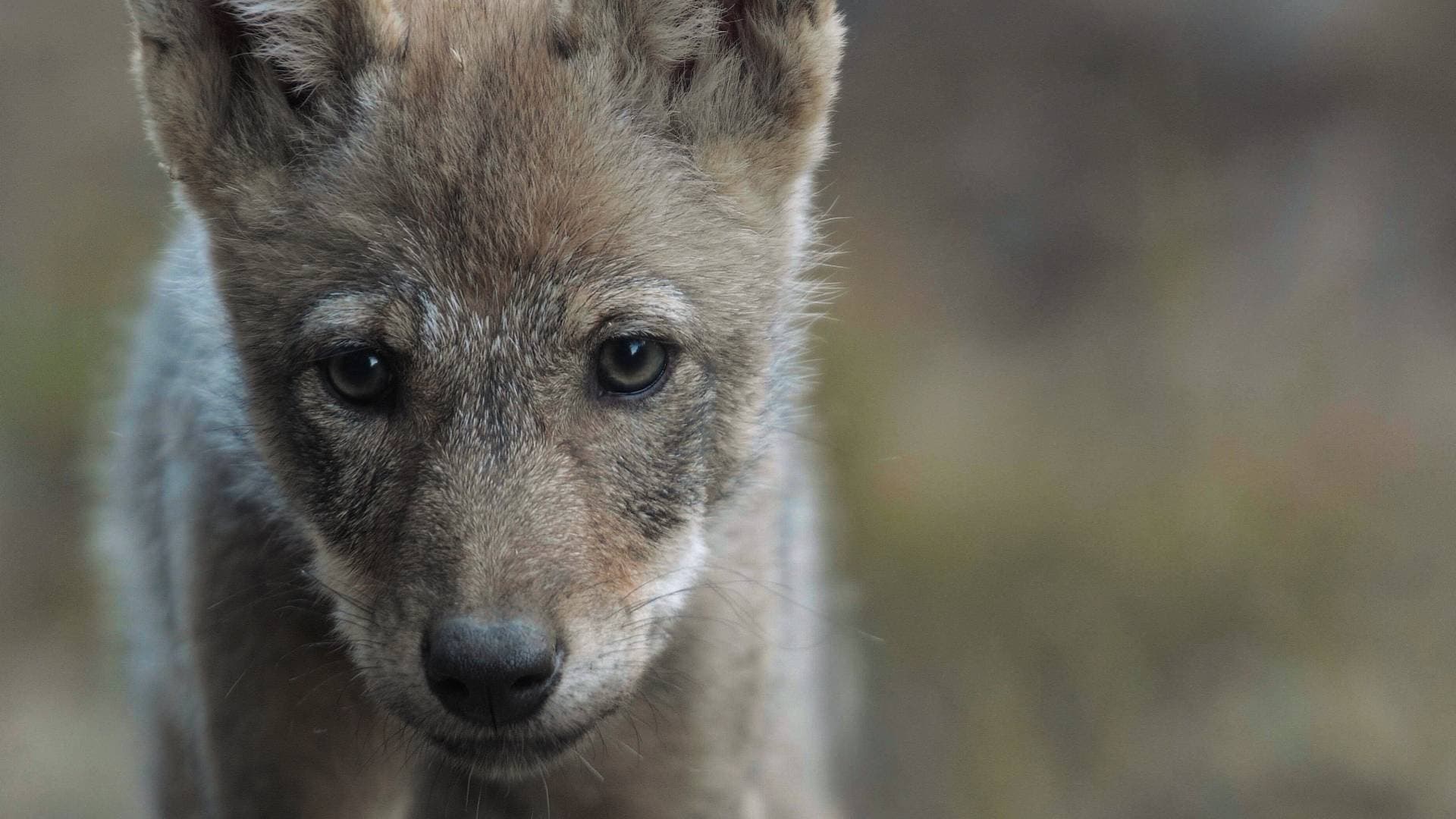 Wilder Grenzgänger - Der Wolf ist zurück
