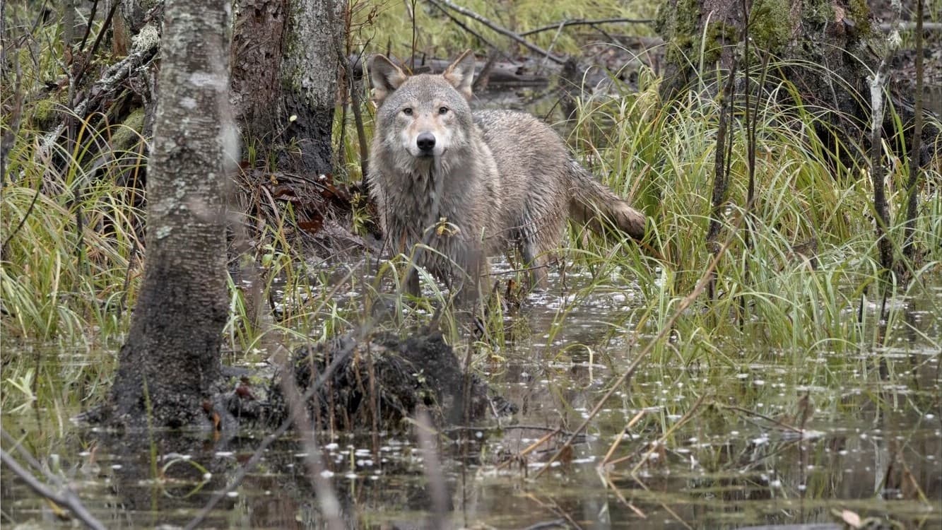 Wilder Grenzgänger - Der Wolf ist zurück