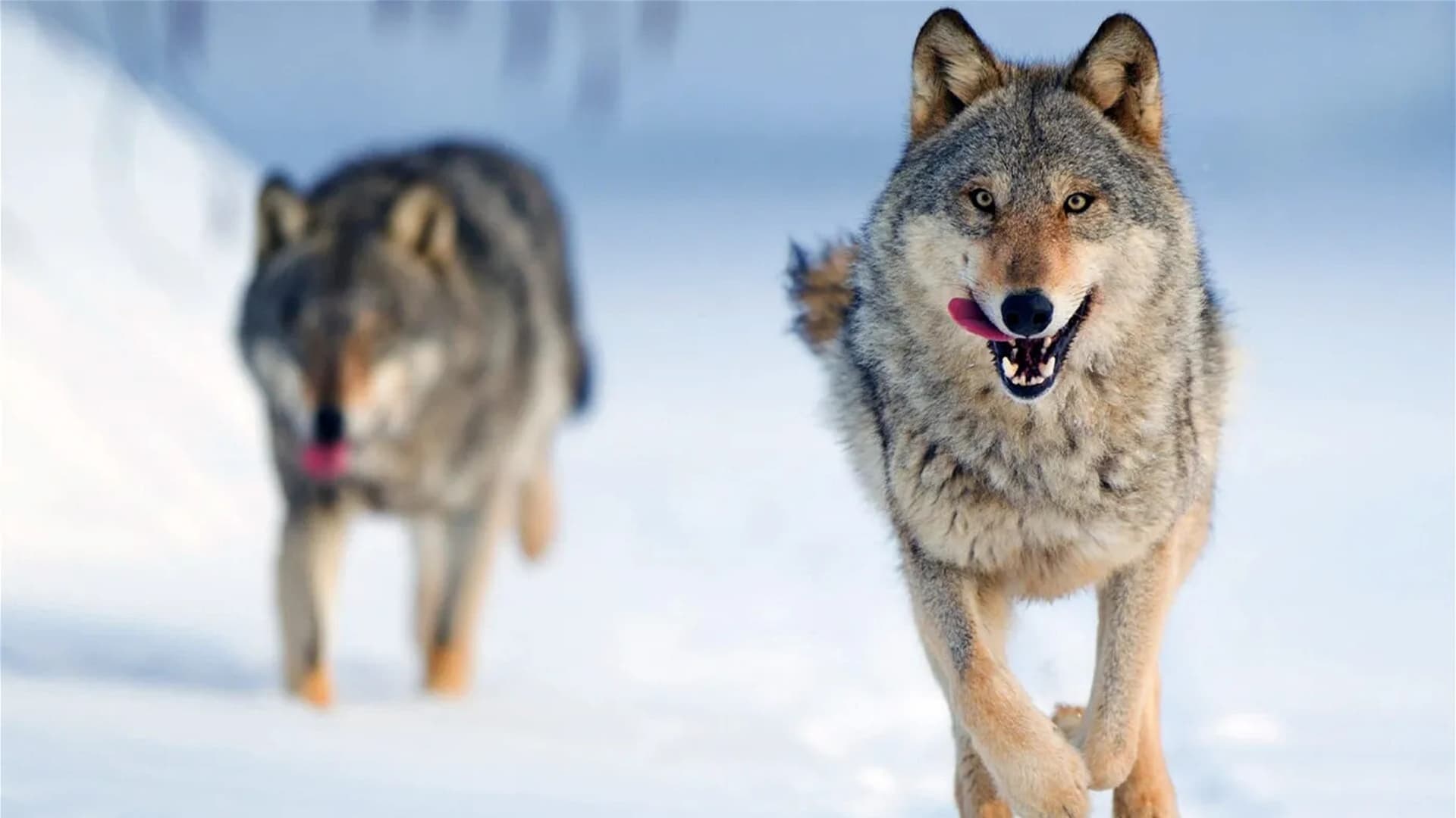 Wilder Grenzgänger - Der Wolf ist zurück
