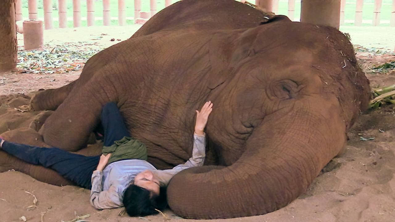 Thailands Elefantenretterin