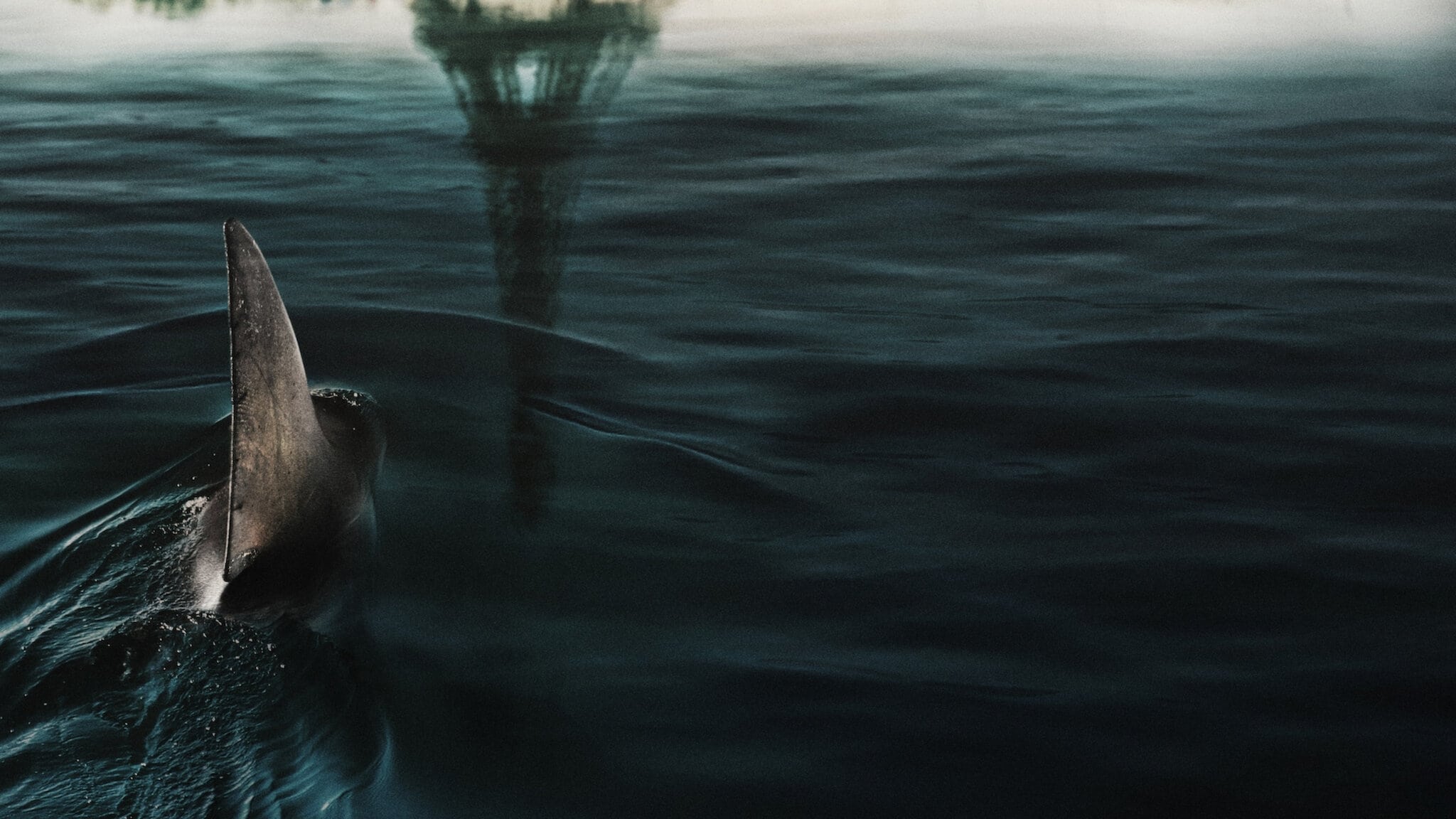 Im Wasser der Seine