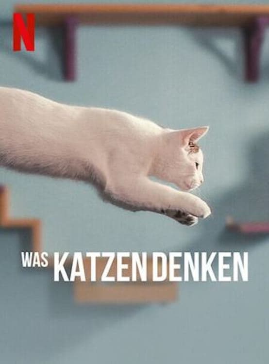 Was Katzen denken