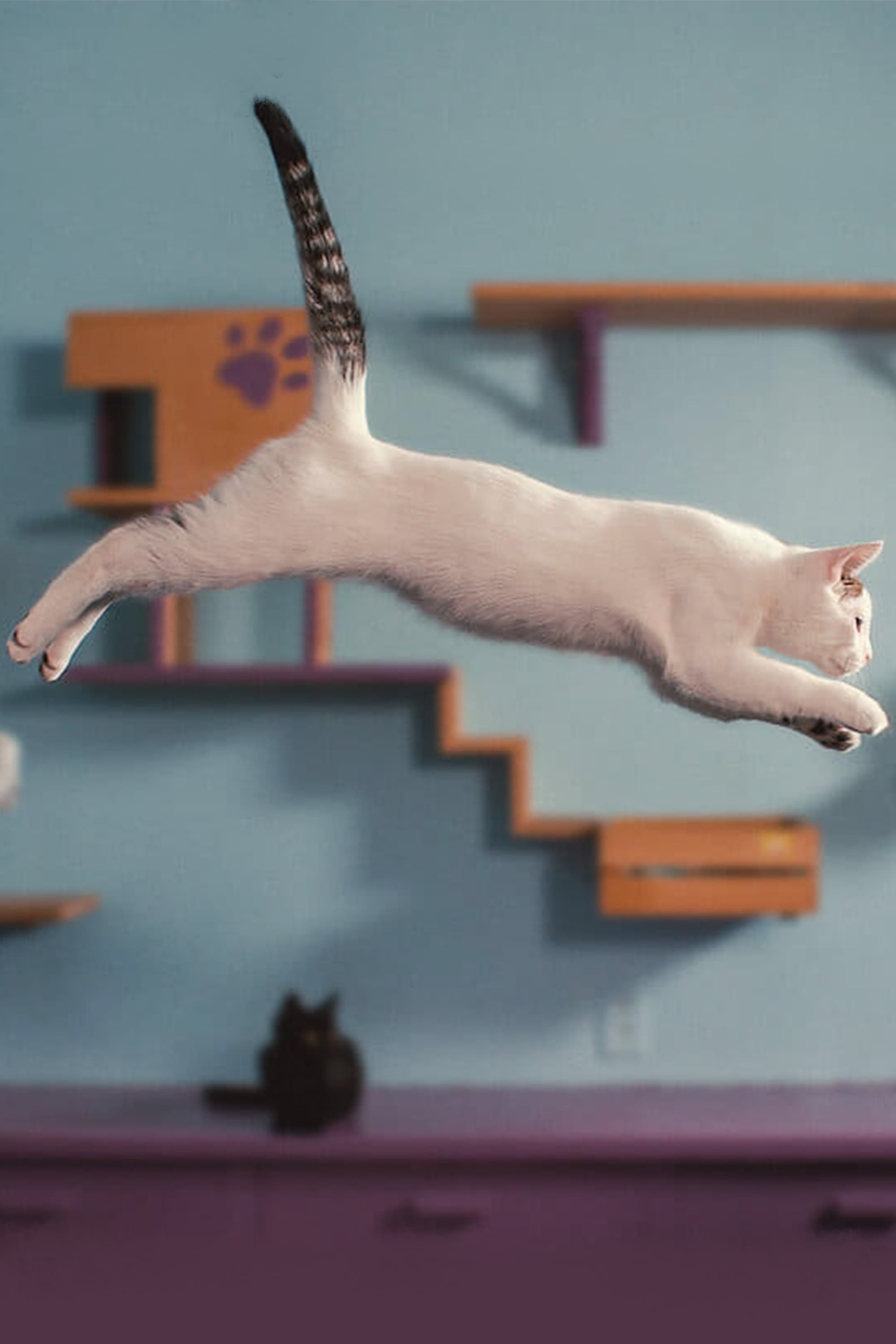 Was Katzen denken
