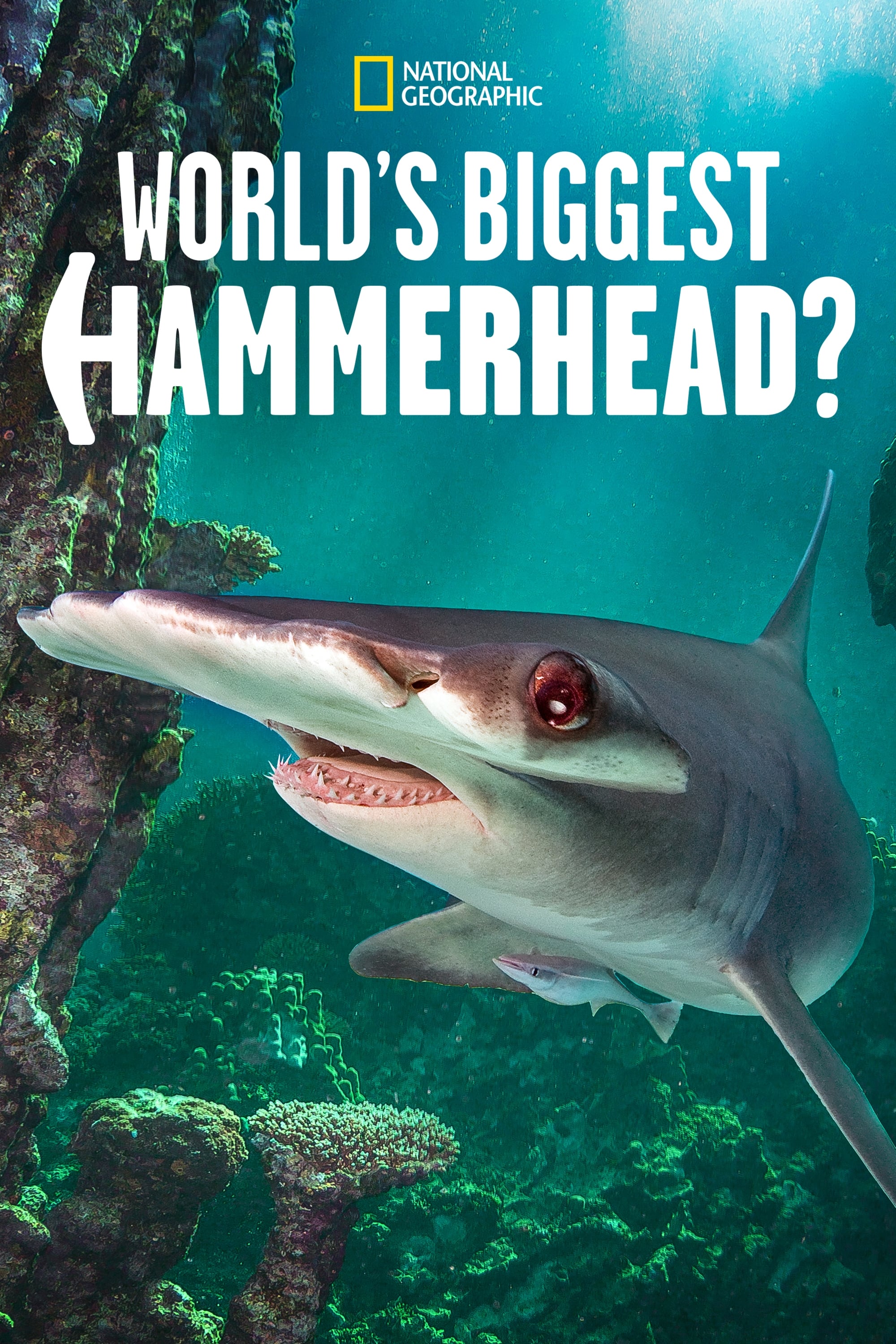 Der größte Hammerhai der Welt?