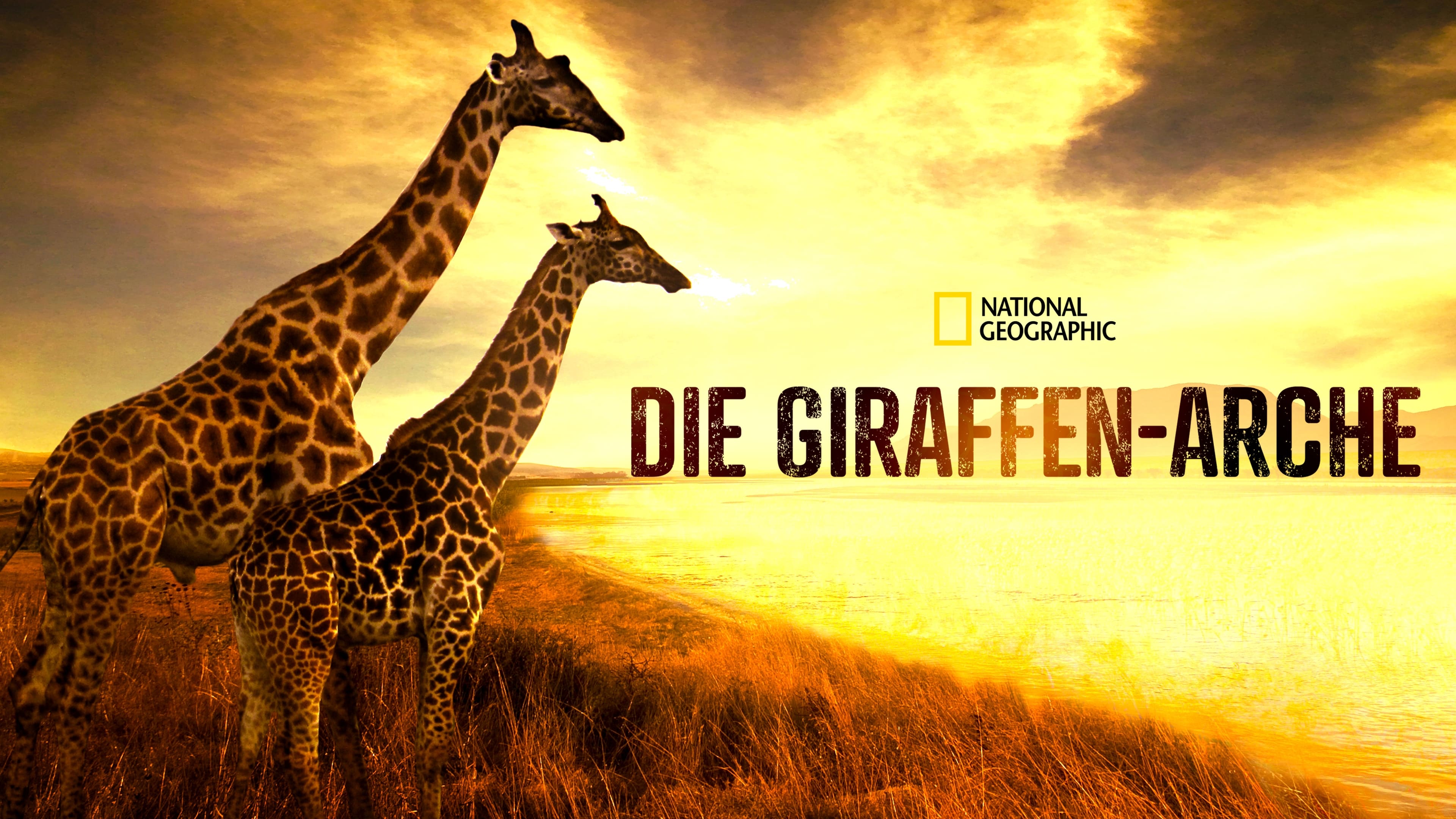 Die Giraffen-Arche