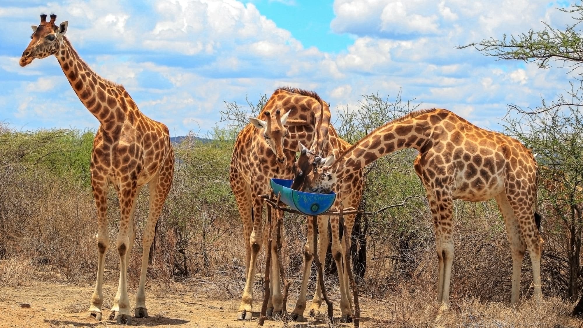Die Giraffen-Arche
