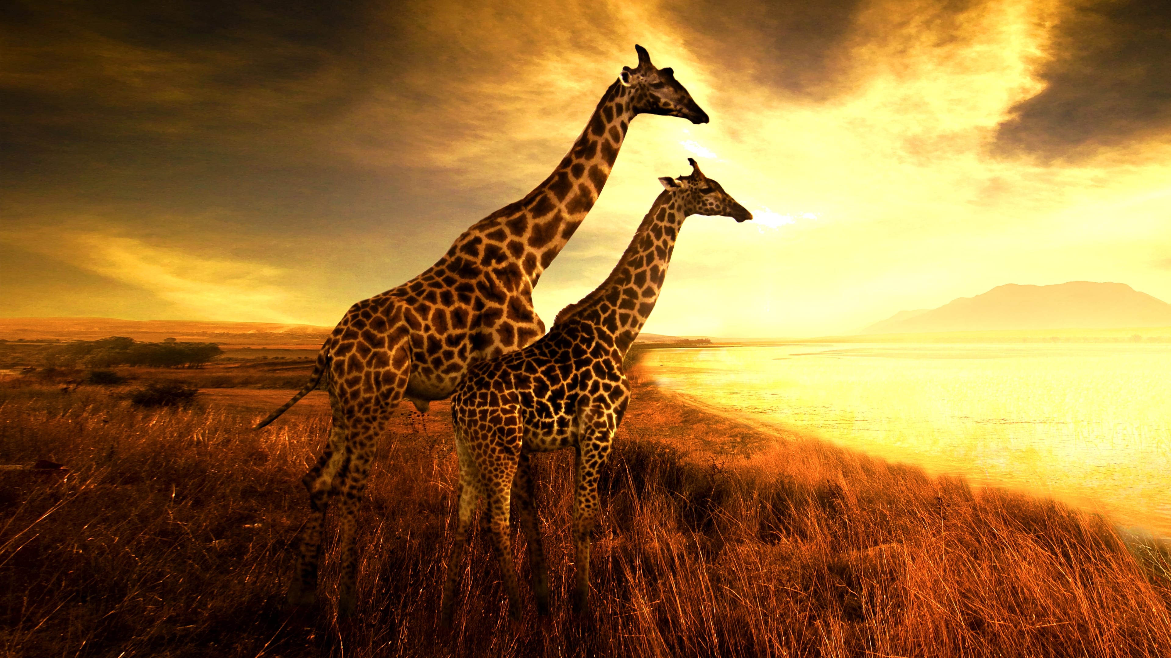 Die Giraffen-Arche