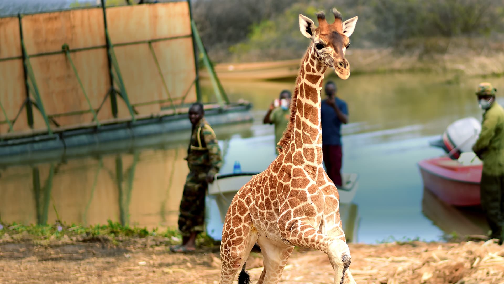 Die Giraffen-Arche