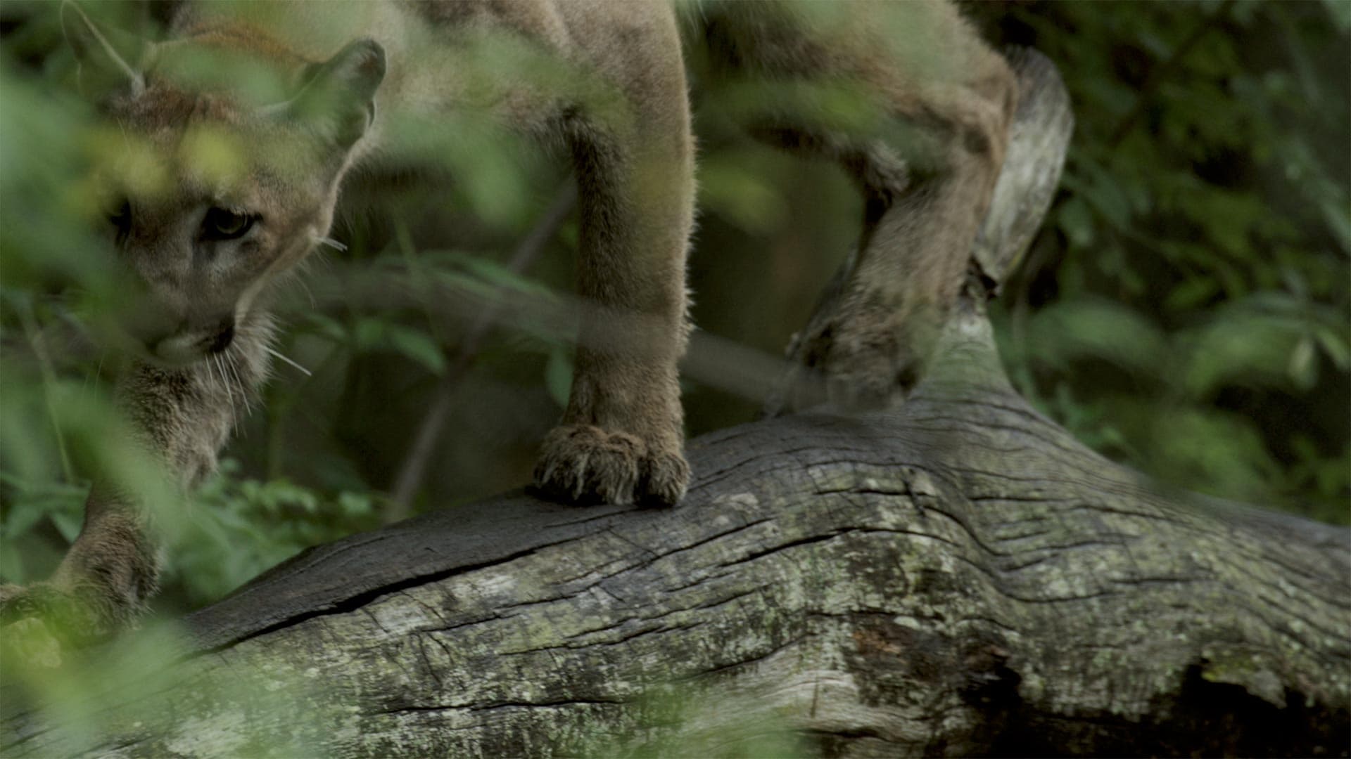 Die Rückkehr des Pumas