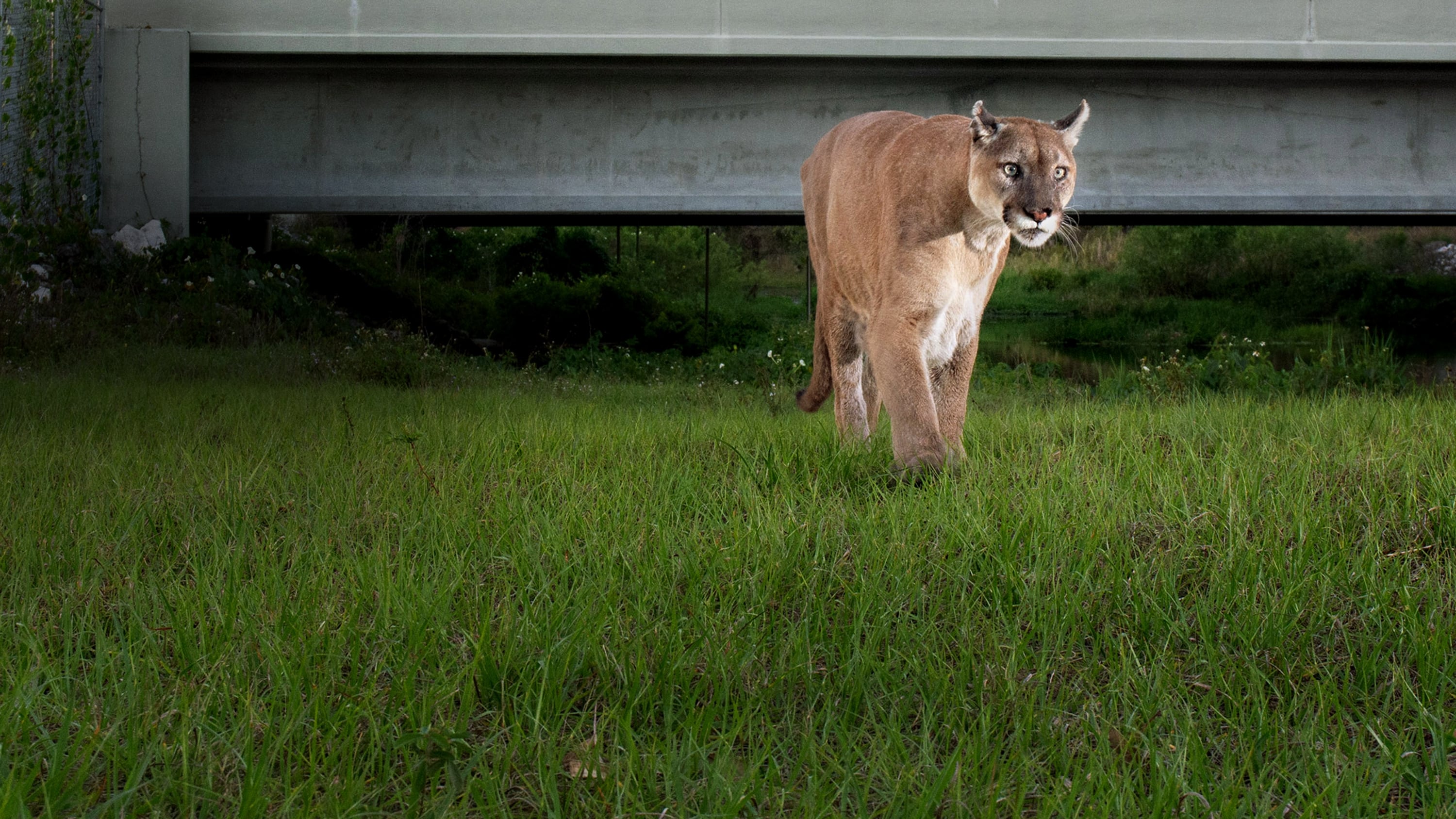 Die Rückkehr des Pumas