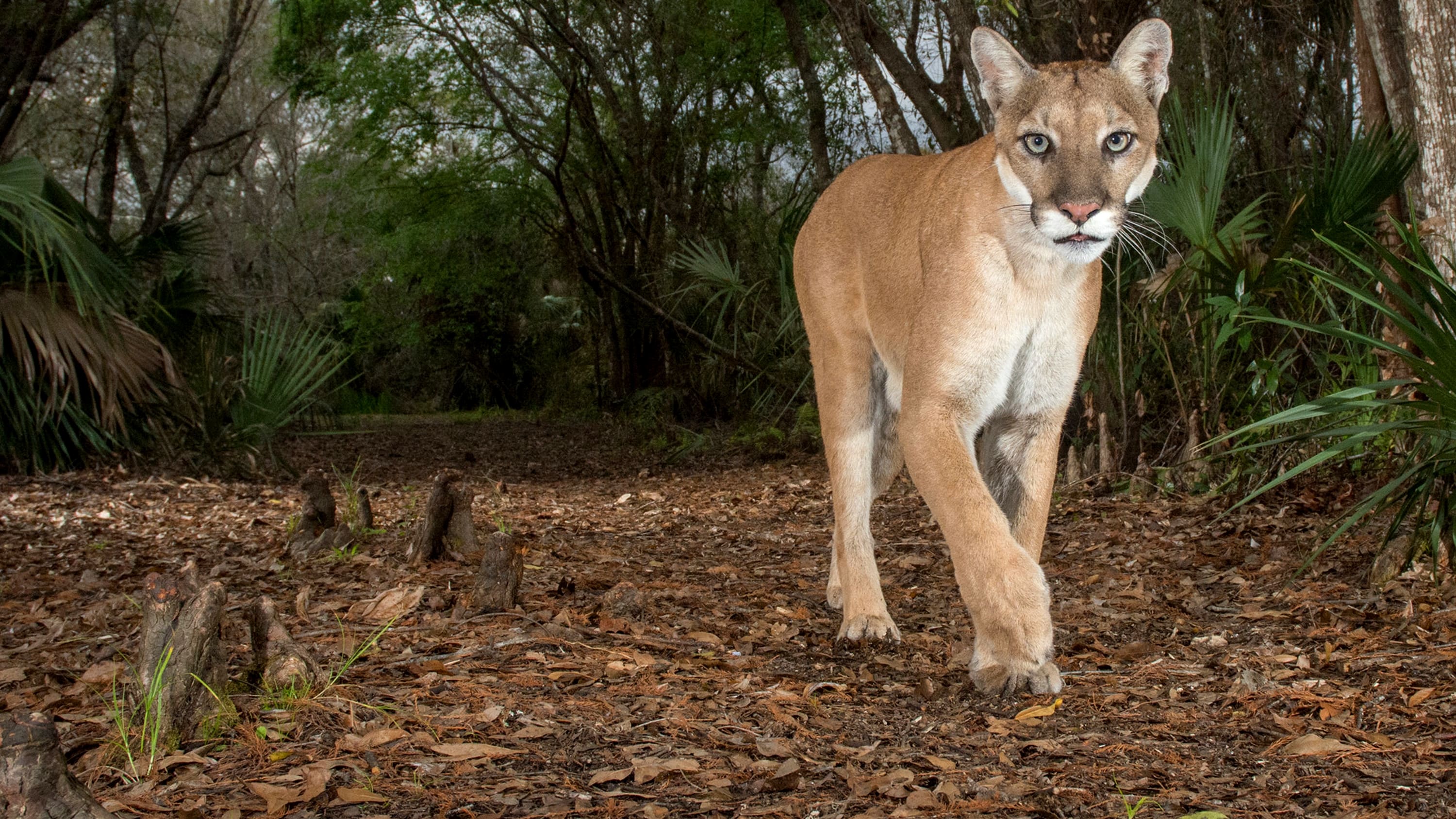 Die Rückkehr des Pumas