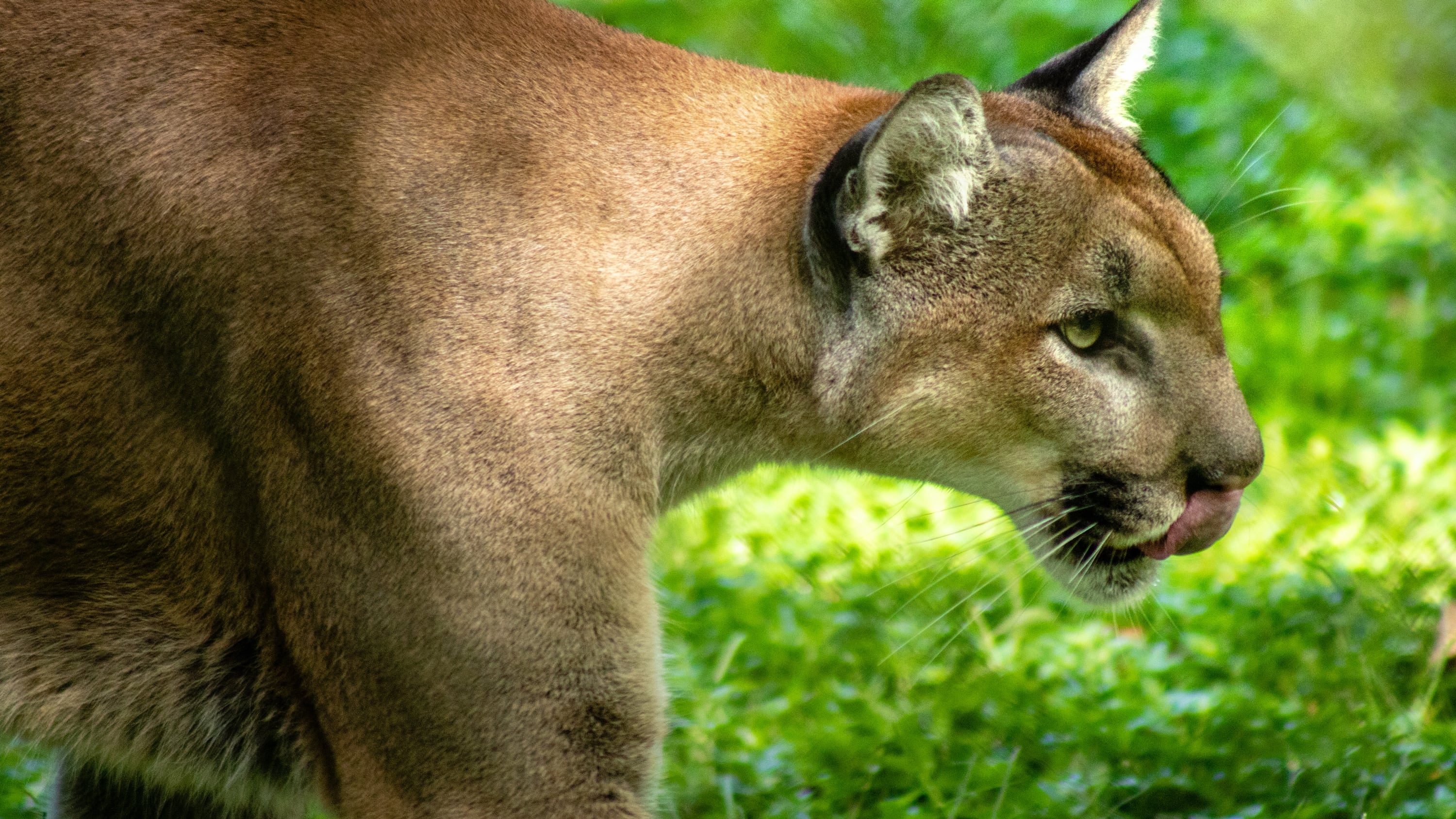 Die Rückkehr des Pumas