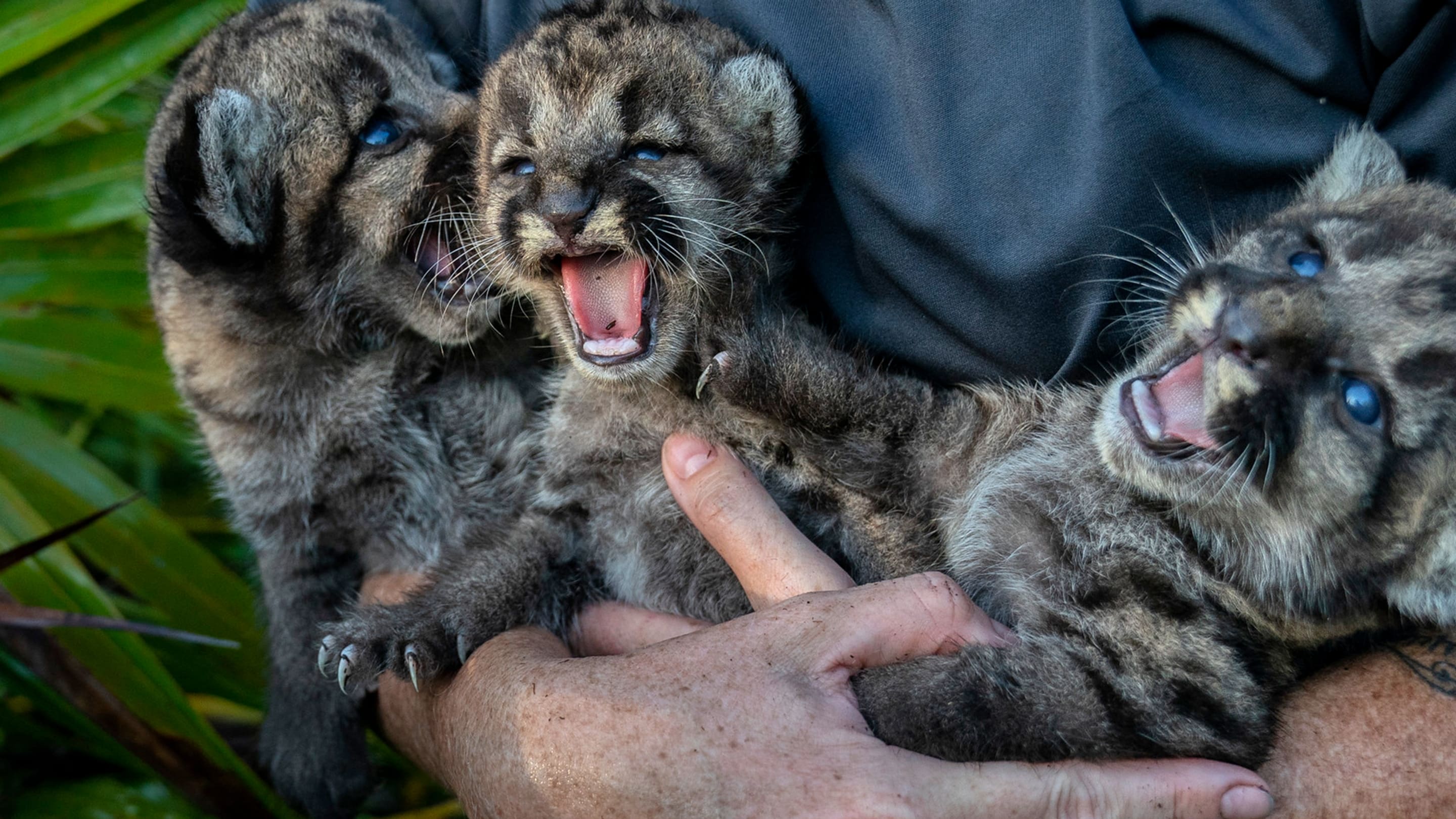 Die Rückkehr des Pumas