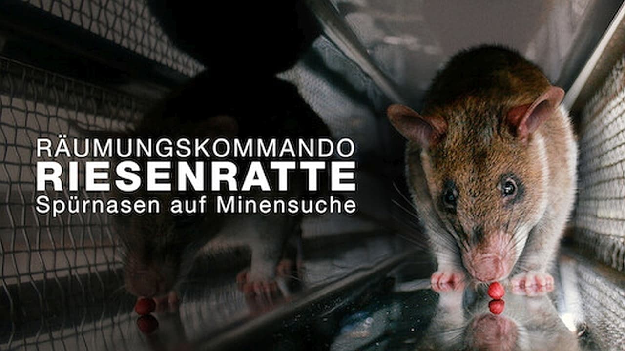 Räumkommando Riesenratte - Spürnasen auf Minensuche