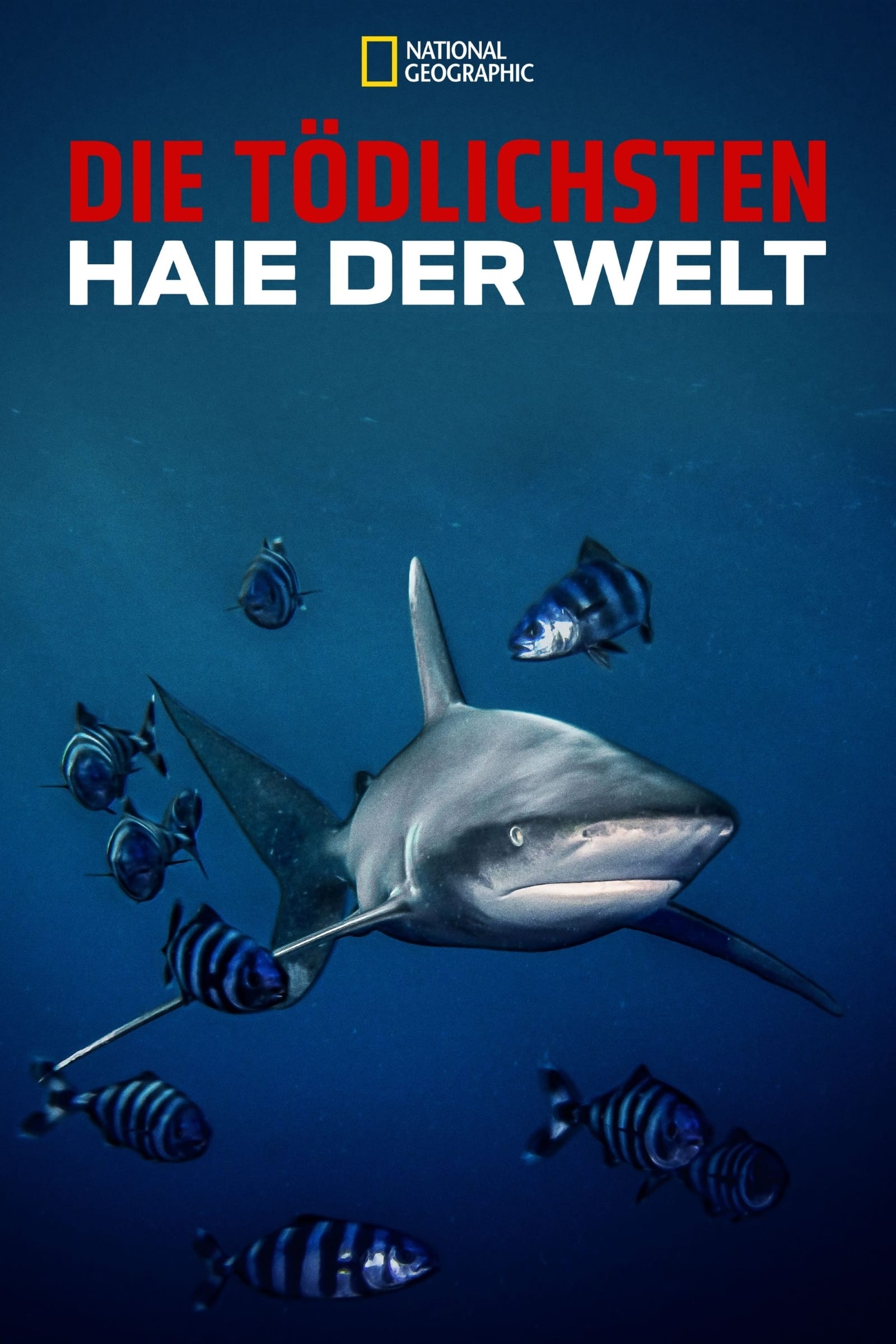 Die tödlichsten Haie der Welt