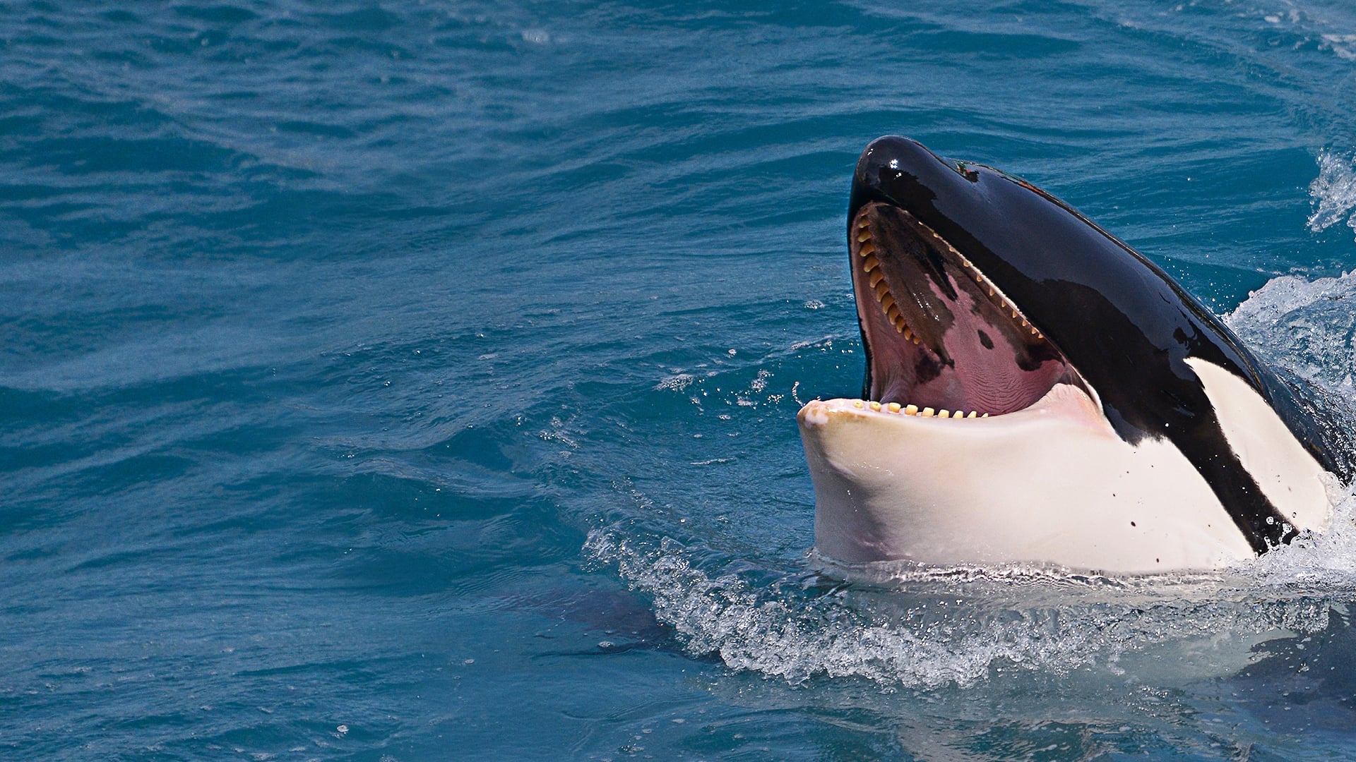 Rivalen: Haie vs. Orcas