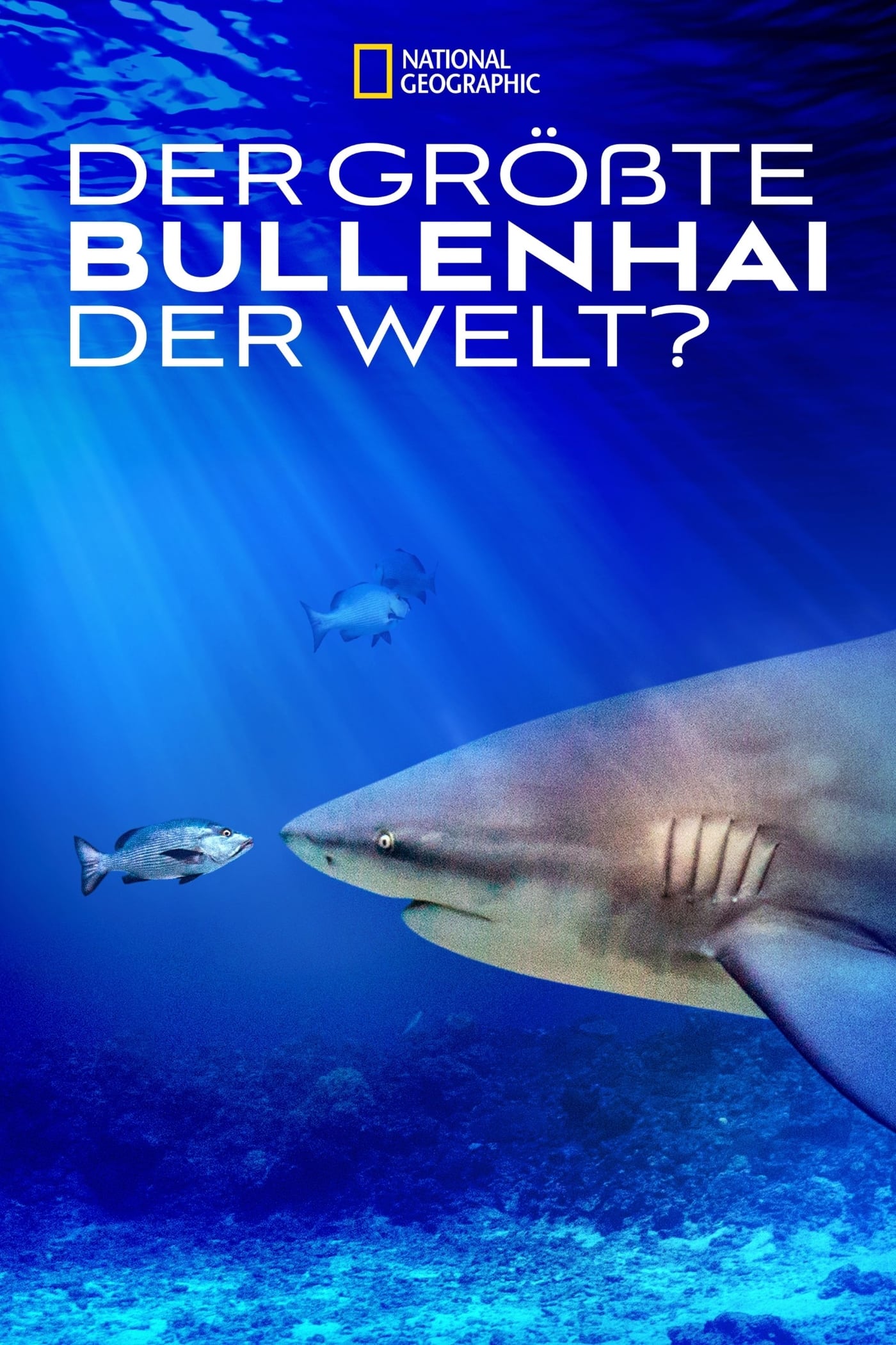 Der größte Bullenhai der Welt?