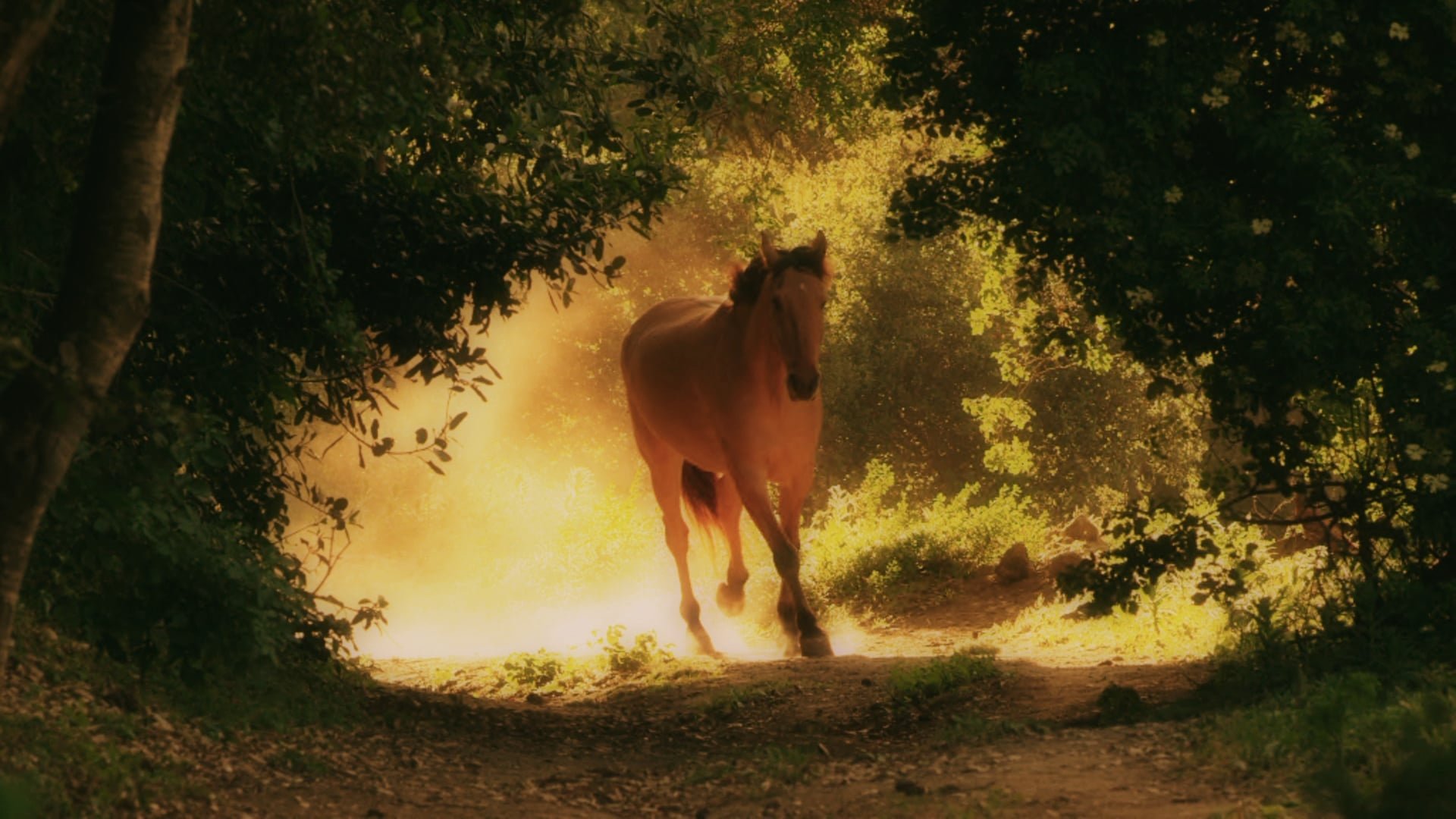 Wild Mustang